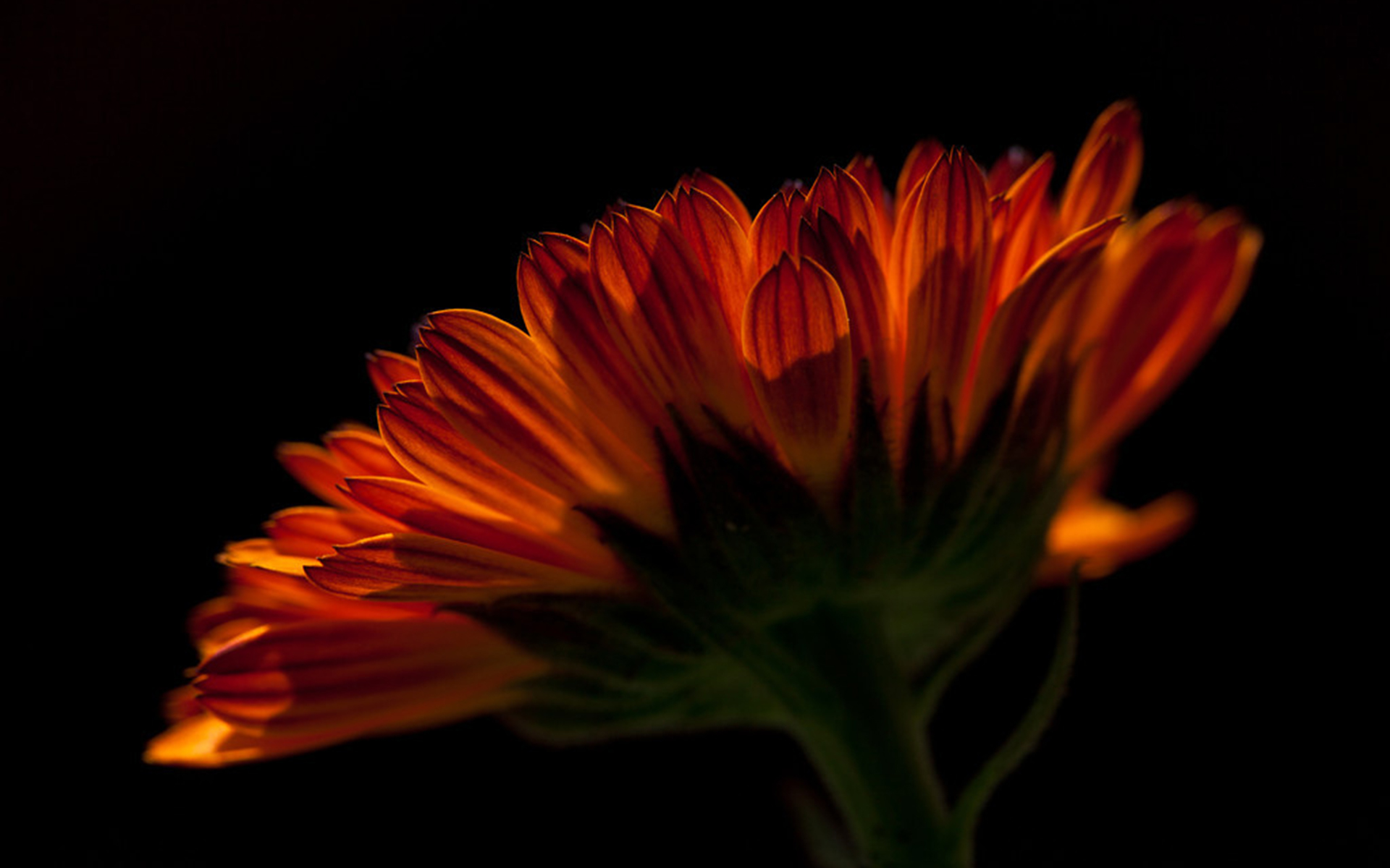 Descarga gratis la imagen Flores, Flor, Tierra/naturaleza en el escritorio de tu PC