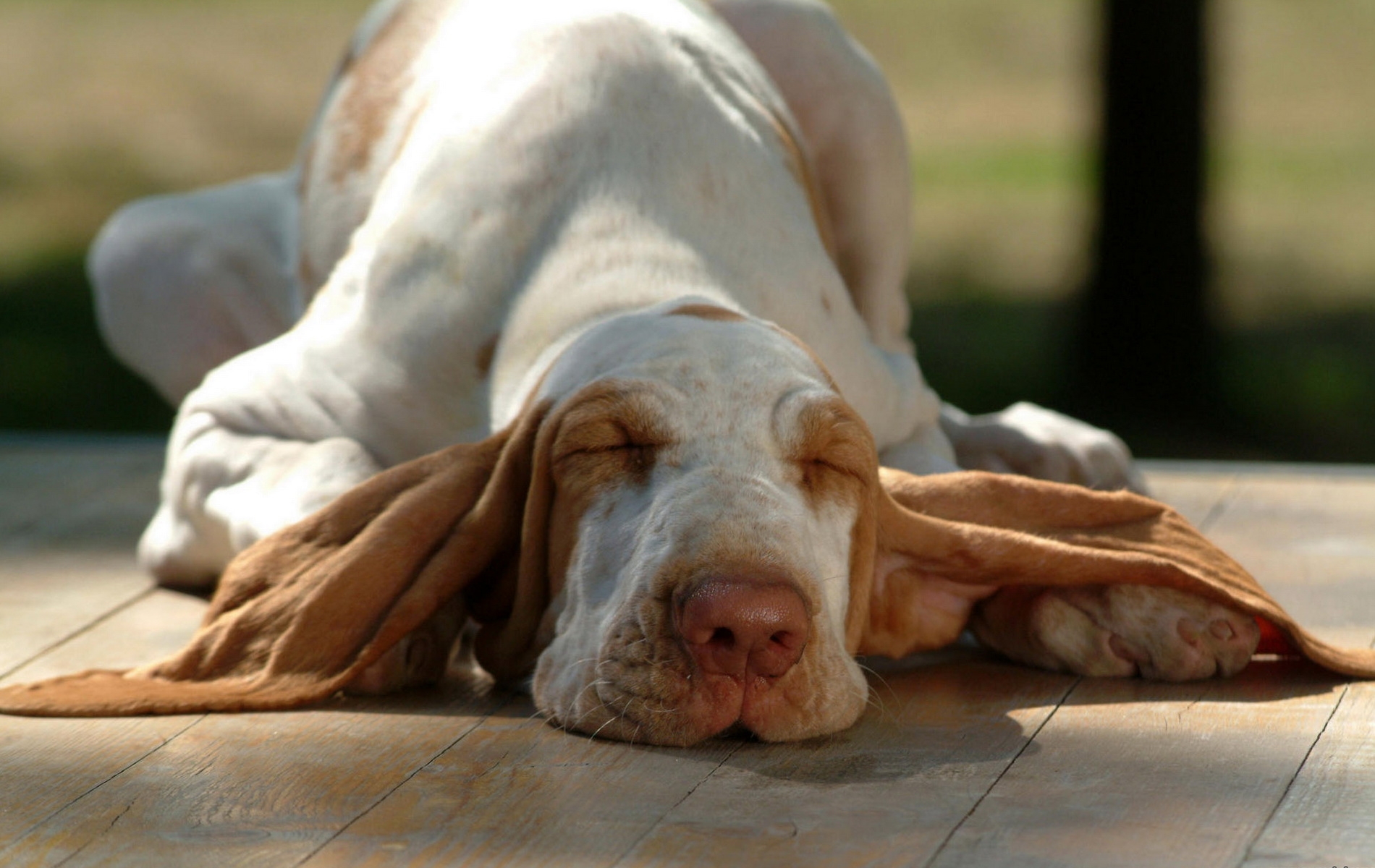 animals, to lie down, lie, dog, muzzle, ears, sleep, dream HD wallpaper