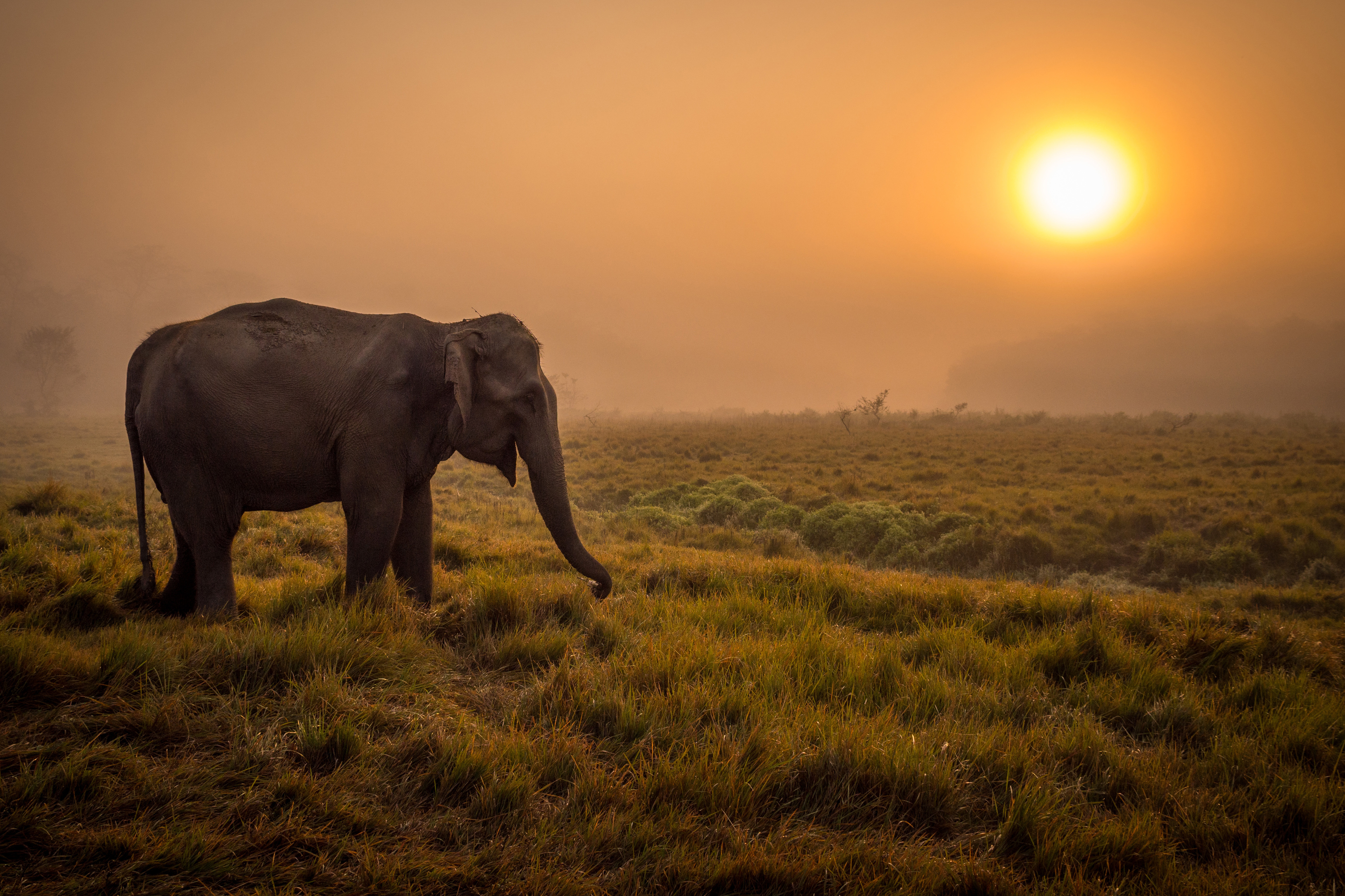 Download mobile wallpaper Sun, Elephants, Fog, Animal, Asian Elephant for free.