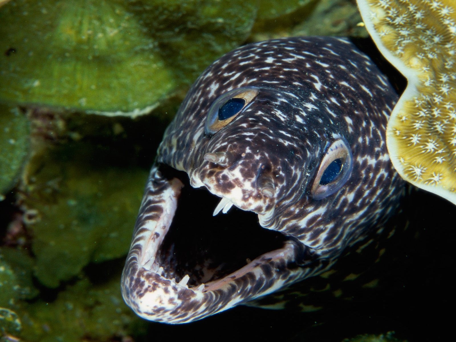 Download mobile wallpaper Moray, Animals for free.