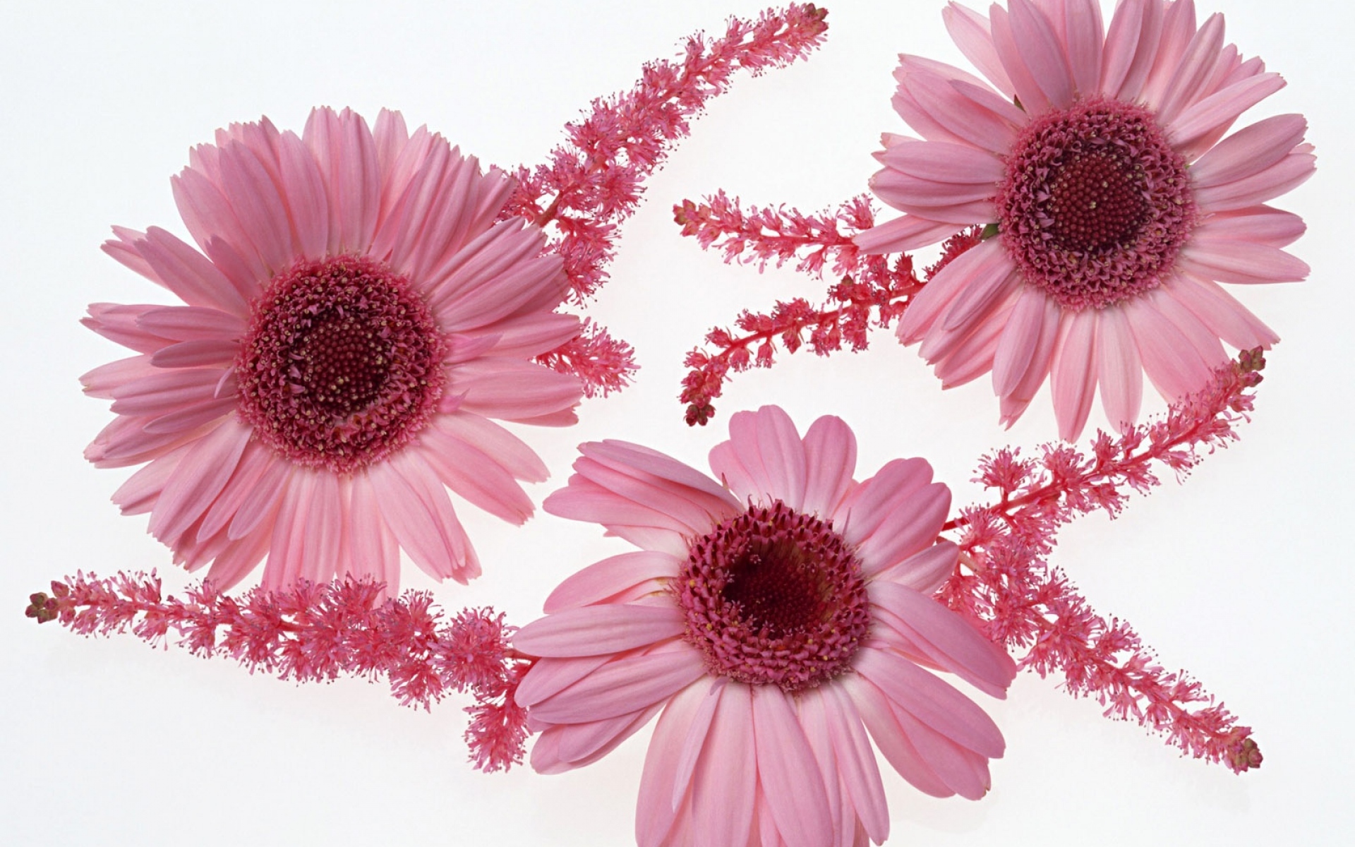 Handy-Wallpaper Blumen, Gerbera, Blume, Erde/natur, Pinke Blume kostenlos herunterladen.