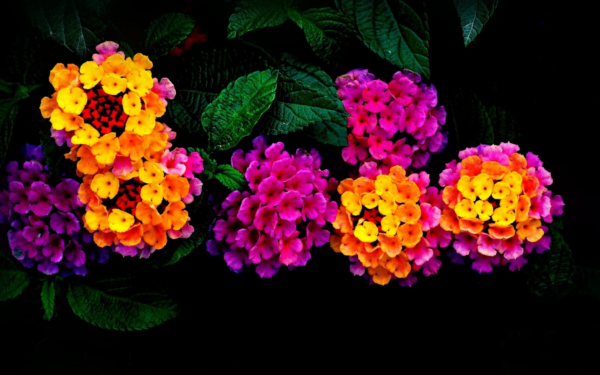 Download mobile wallpaper Flowers, Flower, Earth, Colors, Colorful, Yellow Flower, Purple Flower for free.