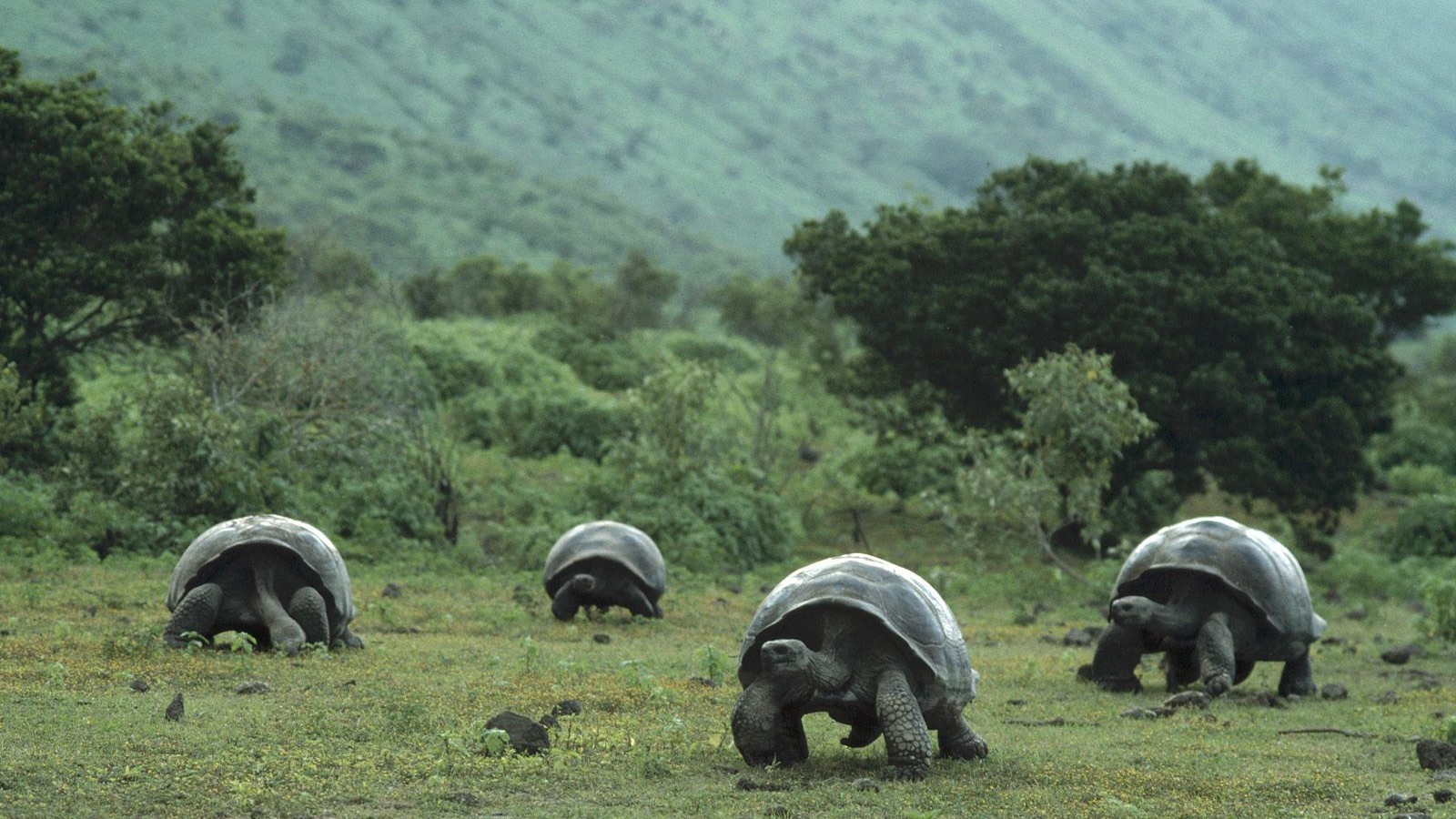 Die besten Galapagos Schildkröte-Hintergründe für den Telefonbildschirm