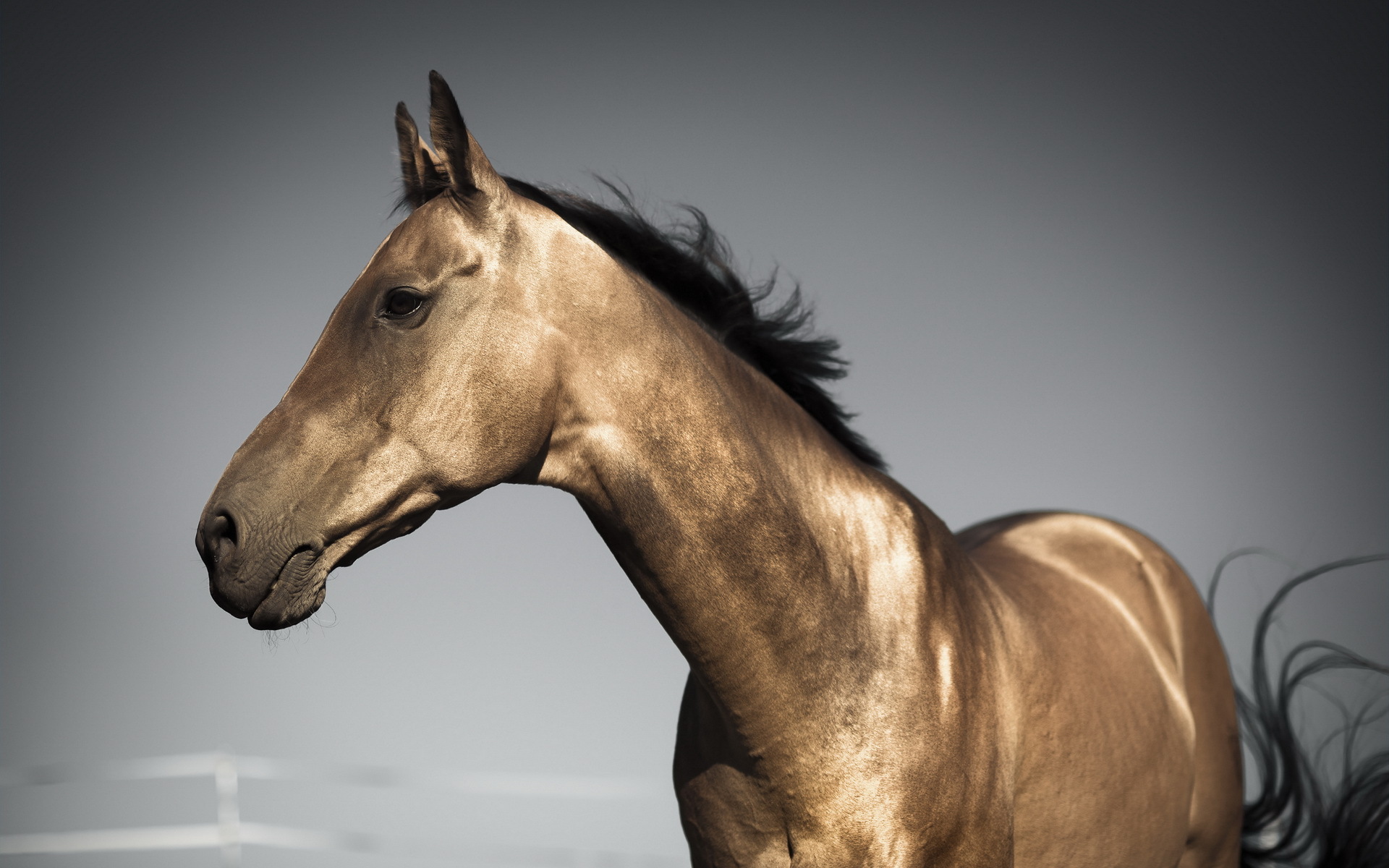 Laden Sie das Tiere, Hauspferd-Bild kostenlos auf Ihren PC-Desktop herunter