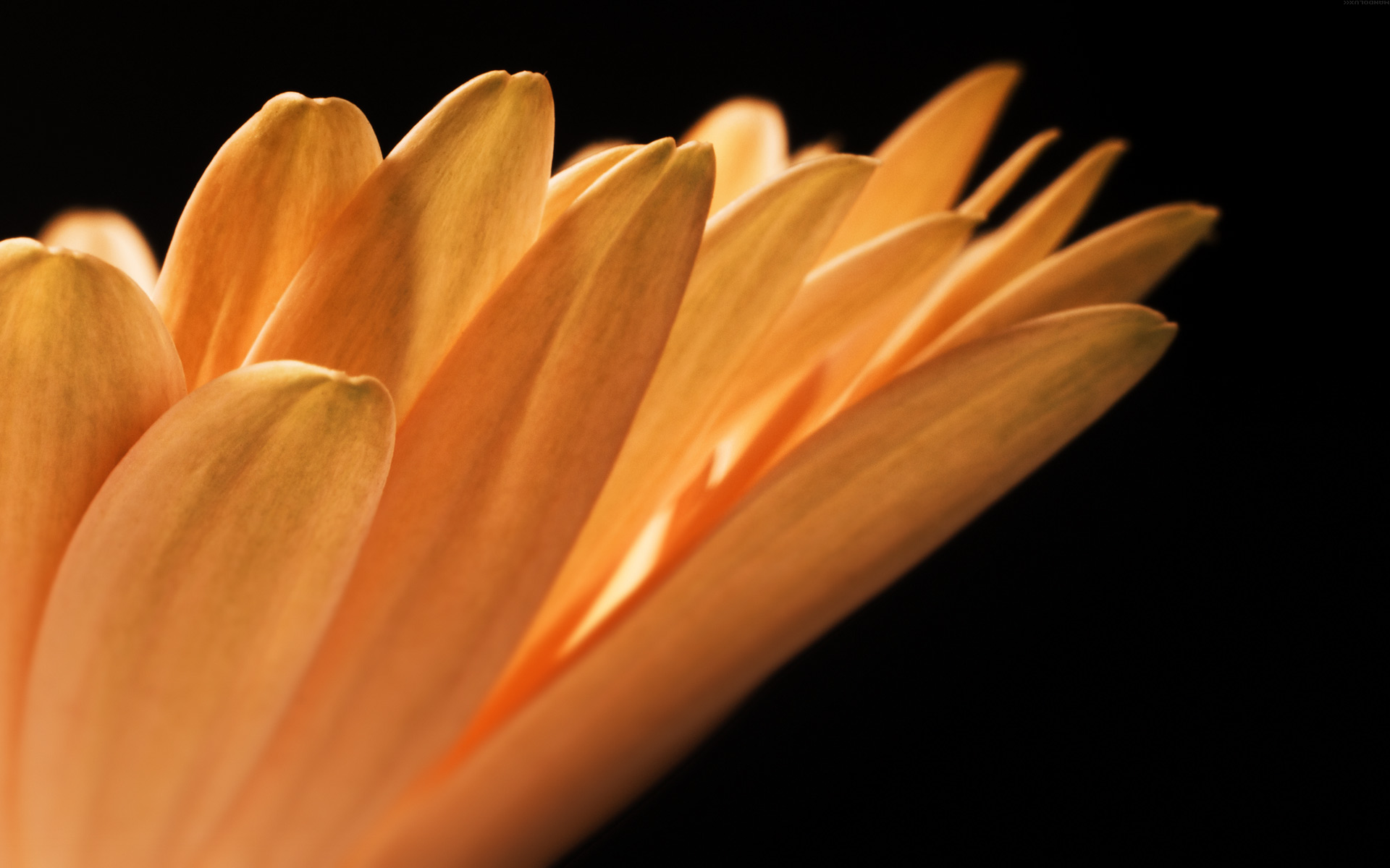 Téléchargez gratuitement l'image Fleurs, Fleur, Terre/nature sur le bureau de votre PC