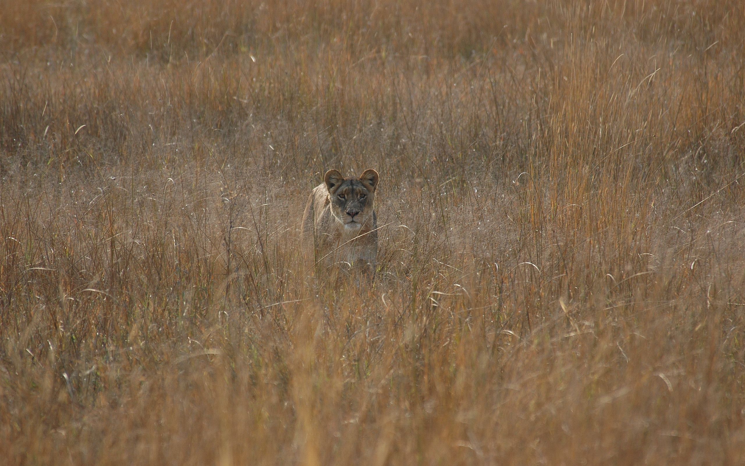 Download mobile wallpaper Lioness, Field, Grass, Animals, Hunt, Hunting for free.