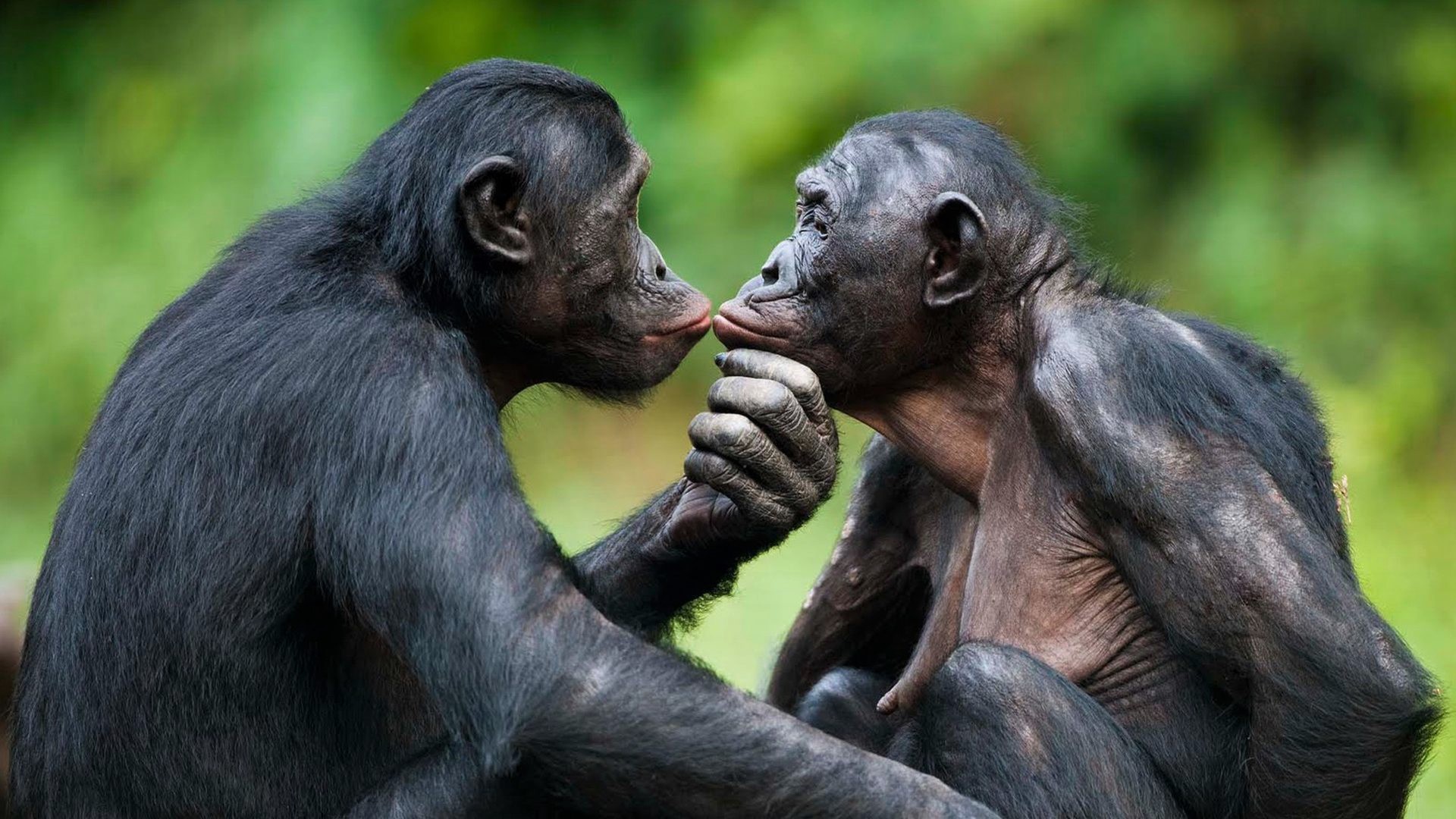425498 Bild herunterladen tiere, bonobos, affe, affen - Hintergrundbilder und Bildschirmschoner kostenlos