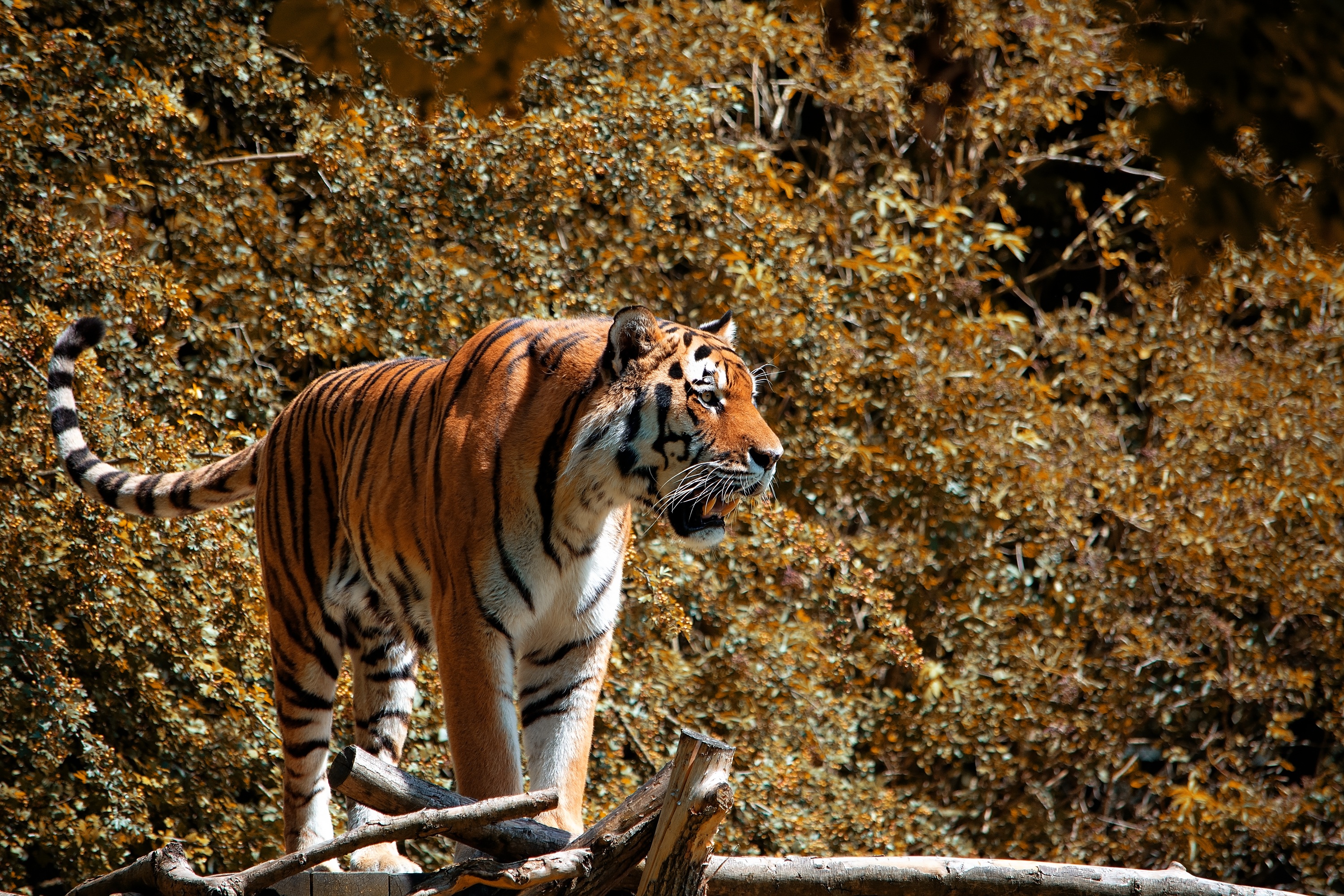 Téléchargez des papiers peints mobile Animaux, Chats, Tigre gratuitement.