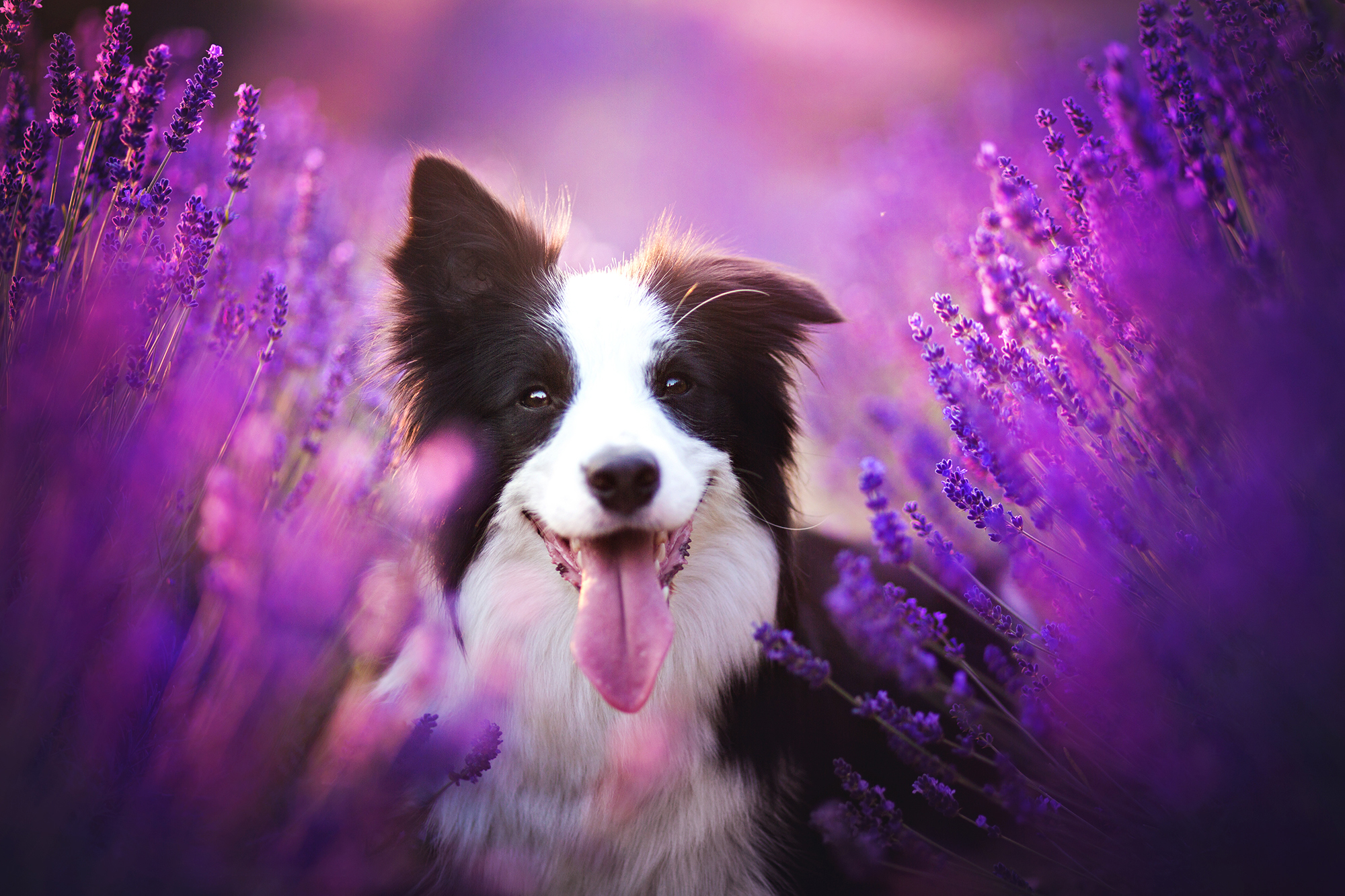 Handy-Wallpaper Tiere, Hunde, Hund, Schnauze, Verwischen, Lavendel, Border Collie, Lila Blume kostenlos herunterladen.