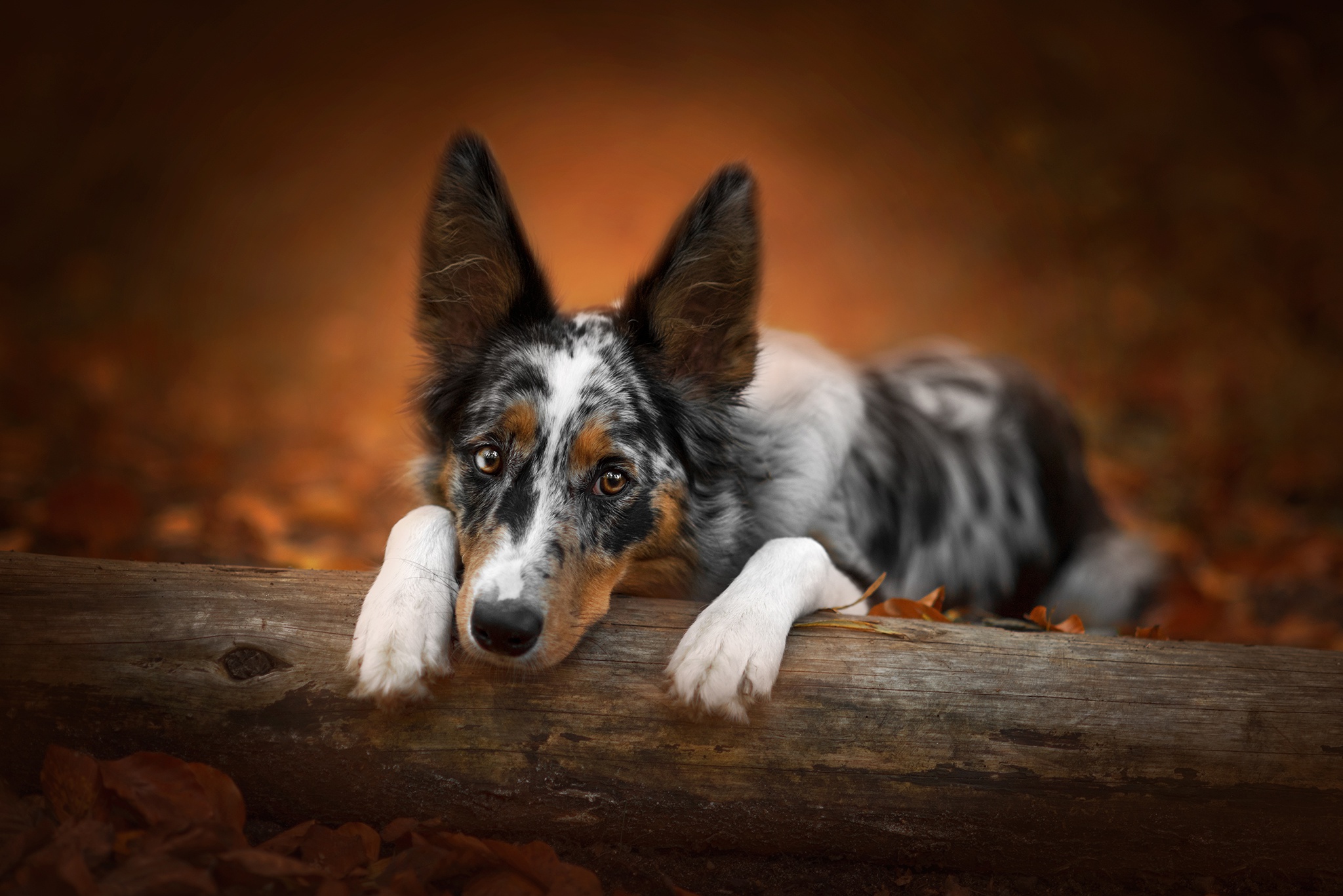 Handy-Wallpaper Tiere, Hunde, Hund, Border Collie kostenlos herunterladen.