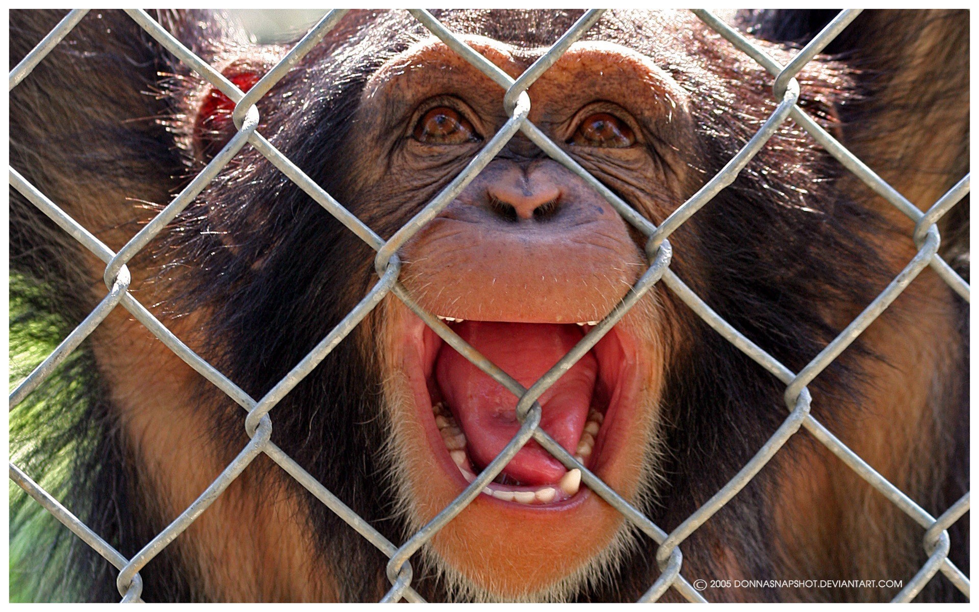 Скачати мобільні шпалери Мавпи, Тварини безкоштовно.