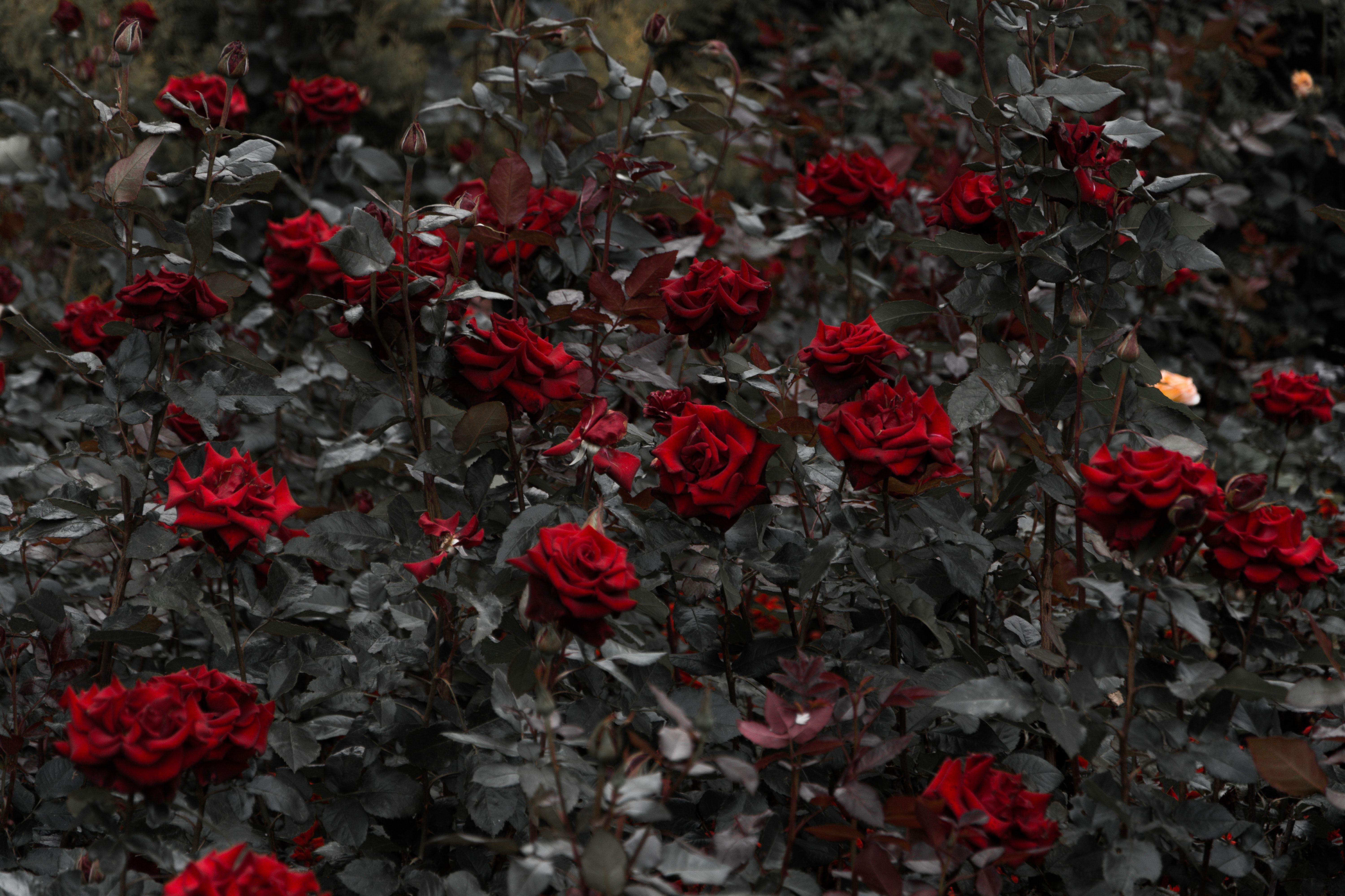 124717 скачать обои красный, стебли, розы, клумба, цветы, листья, цветение - заставки и картинки бесплатно