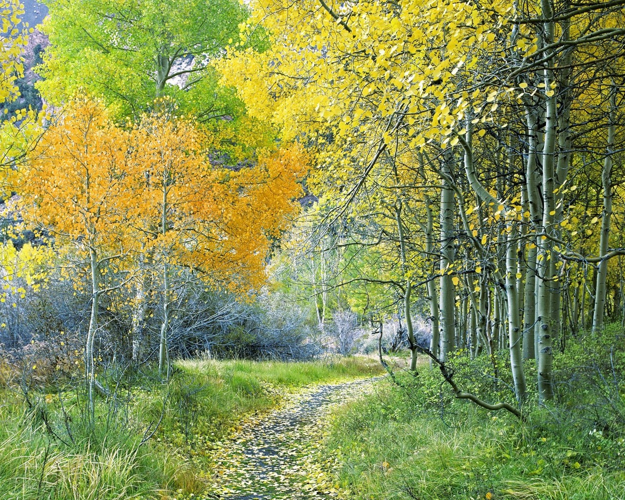 Téléchargez gratuitement l'image Chemin, Terre/nature sur le bureau de votre PC