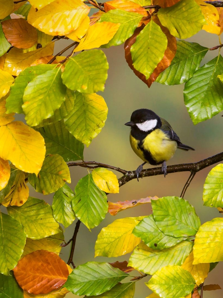 Download mobile wallpaper Birds, Bird, Leaf, Fall, Branch, Animal, Titmouse for free.