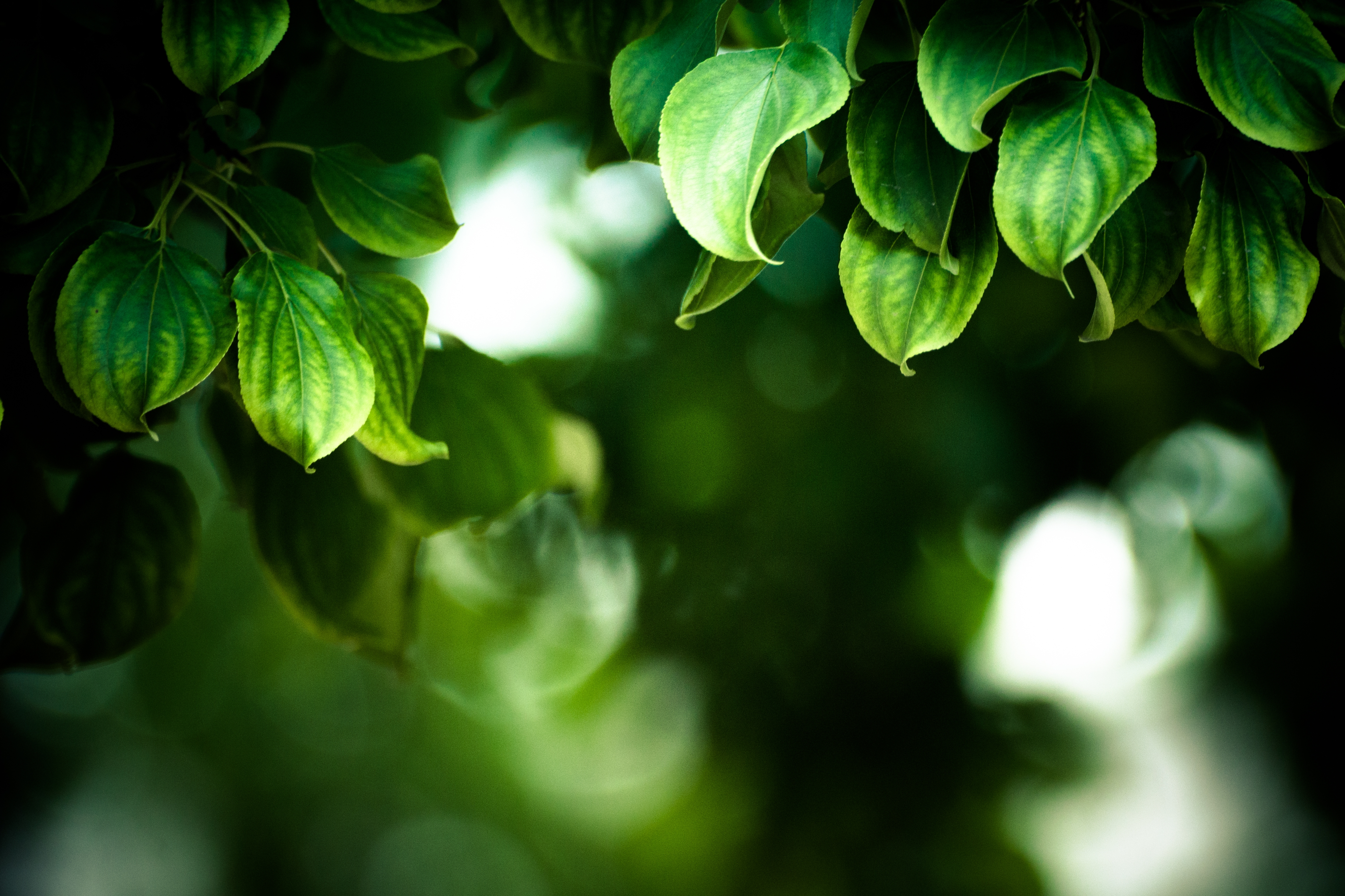 Free download wallpaper Macro, Branches, Leaves on your PC desktop