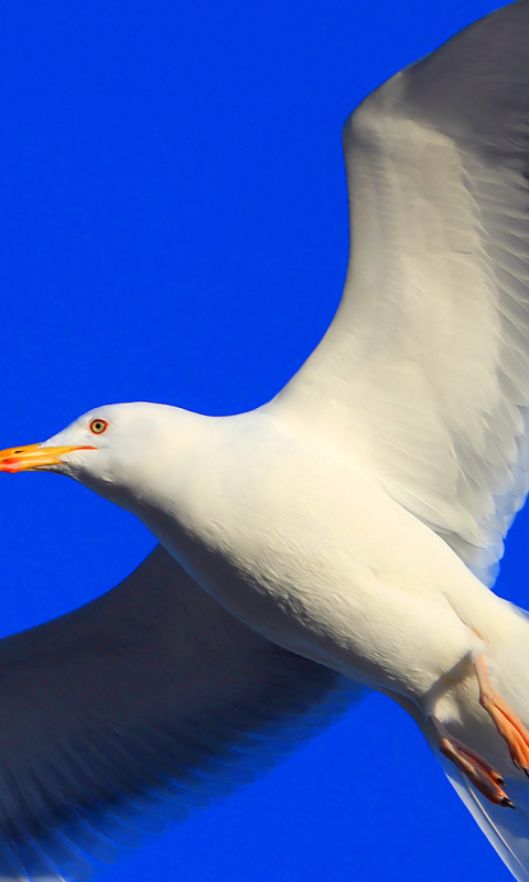 Download mobile wallpaper Birds, Animal, Seagull for free.