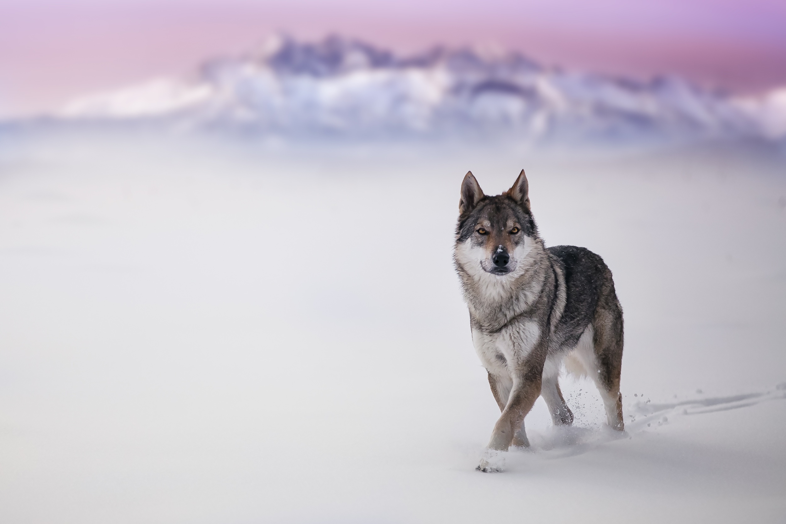 Descarga gratuita de fondo de pantalla para móvil de Animales, Nieve, Lobo, Profundidad De Campo, Wolves.