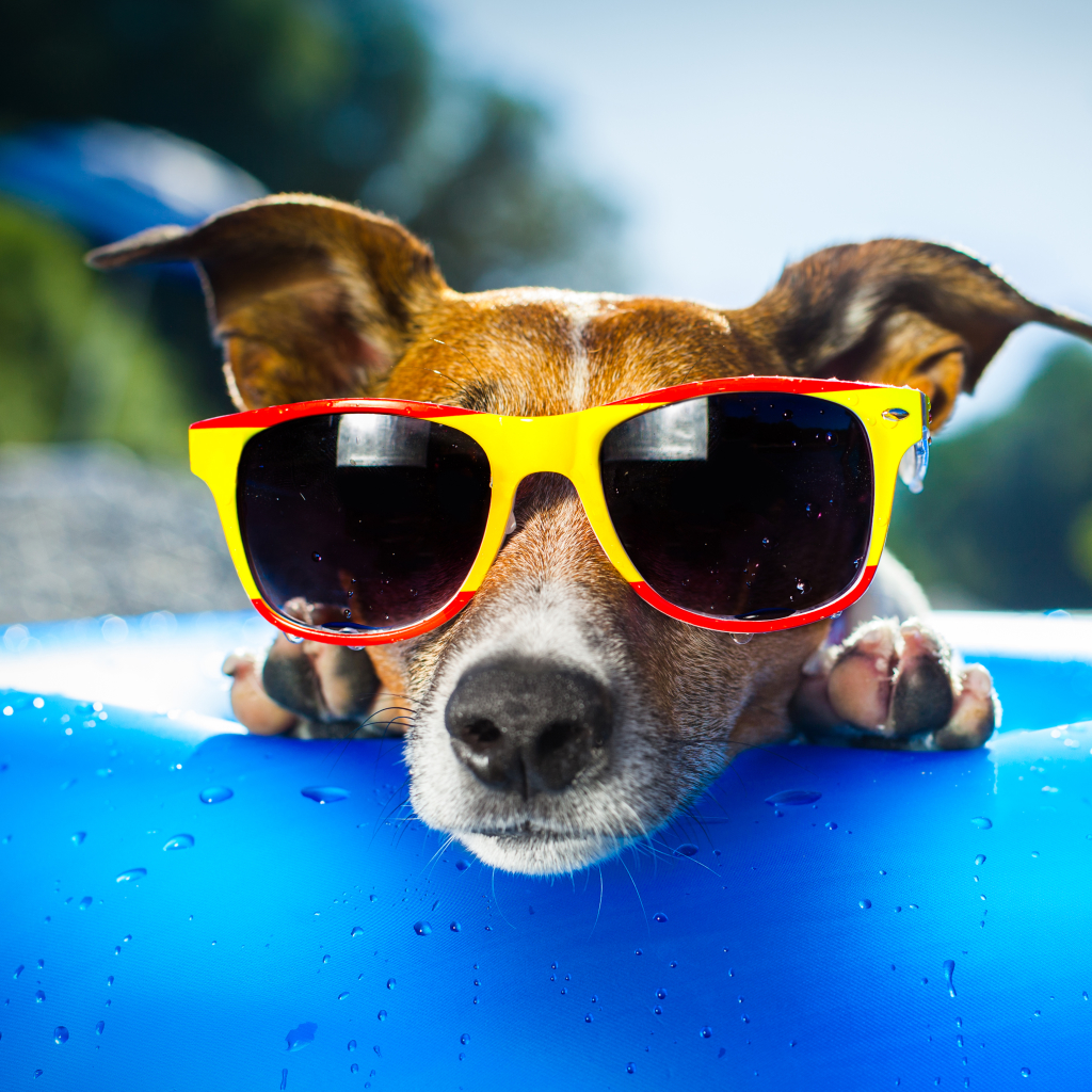 Download mobile wallpaper Dogs, Summer, Dog, Animal, Sunglasses, Jack Russell Terrier for free.