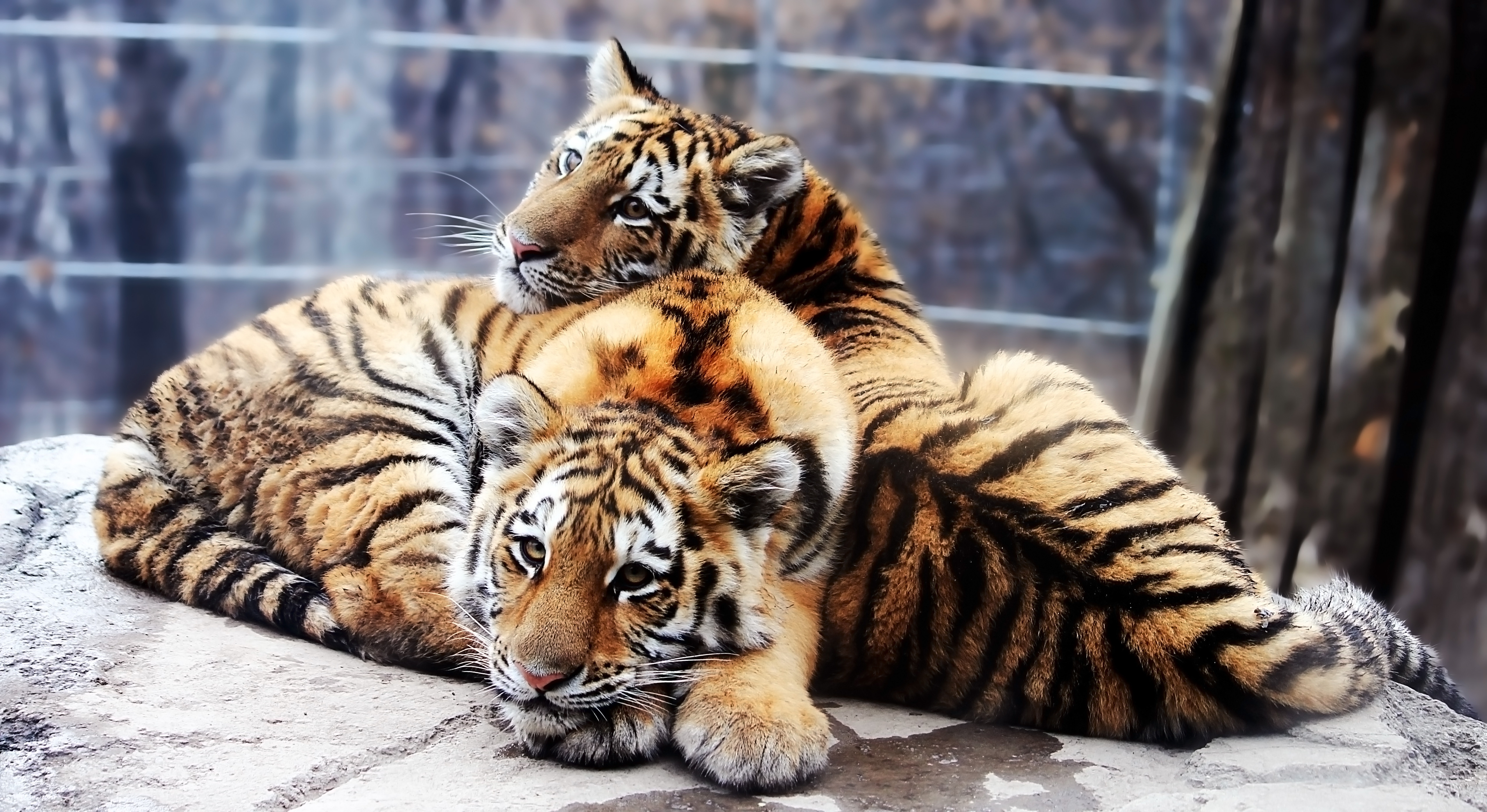 90715 скачать обои хищники, тигрята, пара, животные, камни, лежать - заставки и картинки бесплатно