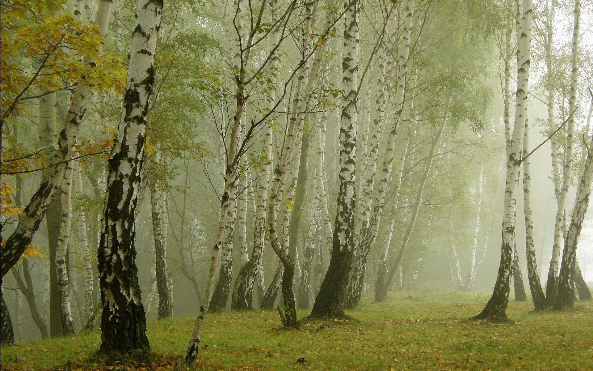 nature, birches, fog, morning, grove