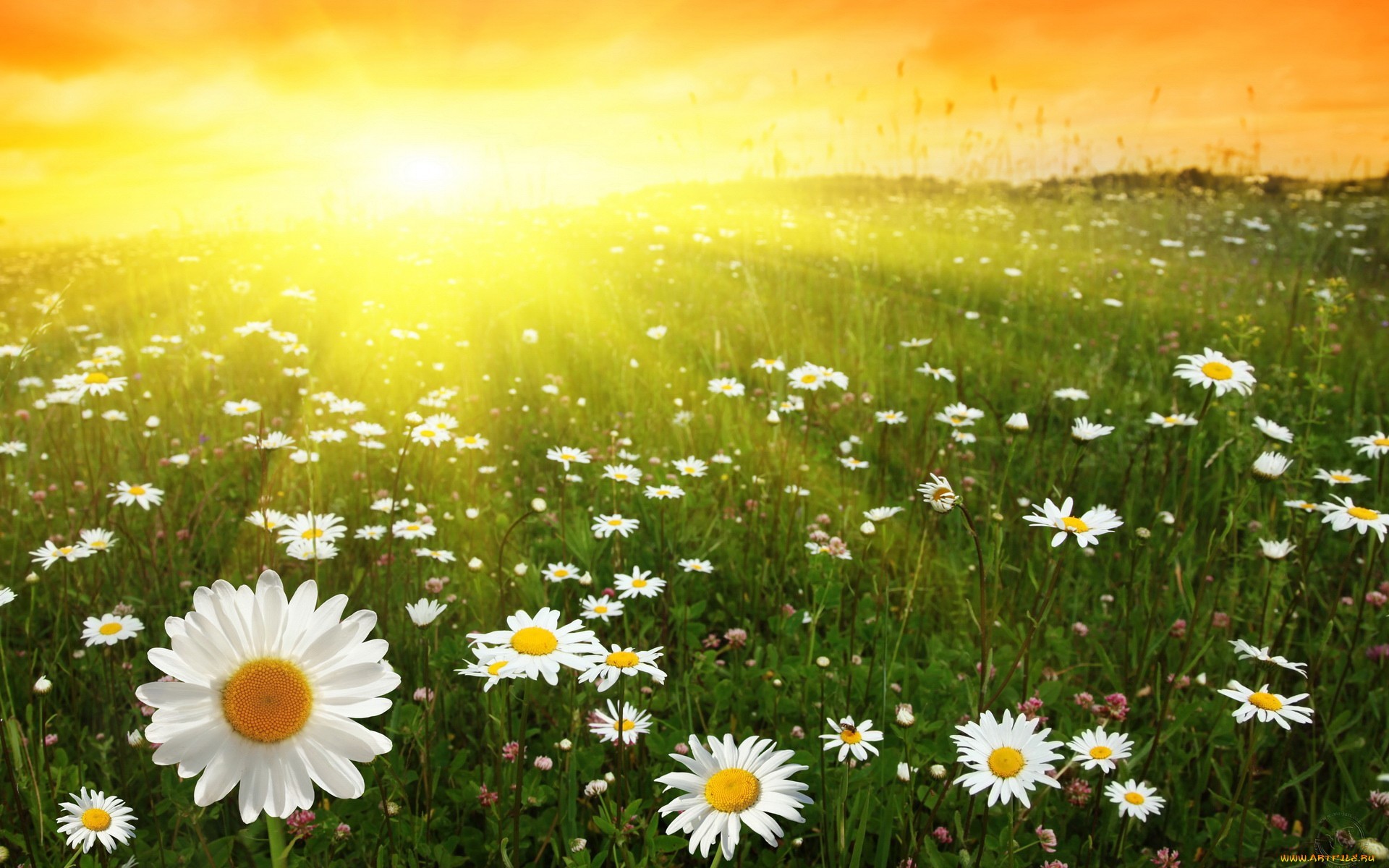 Скачать обои бесплатно Солнце, Пейзаж, Ромашки, Цветы, Растения картинка на рабочий стол ПК
