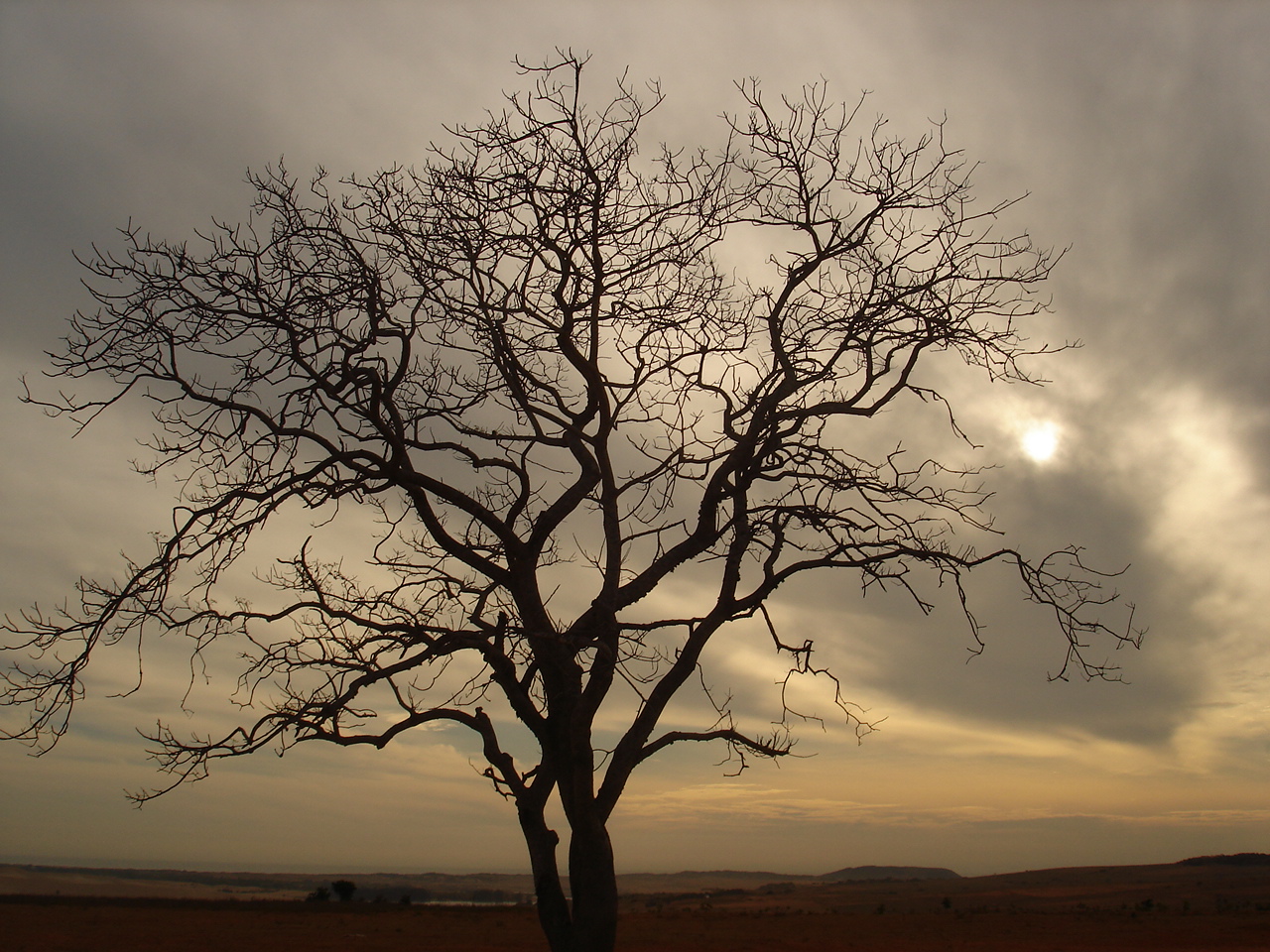 Descarga gratis la imagen Paisaje, Árbol, Nube, Tierra/naturaleza en el escritorio de tu PC