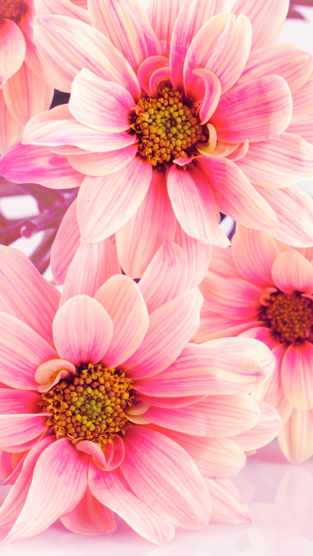 Handy-Wallpaper Blumen, Blume, Erde/natur, Pinke Blume kostenlos herunterladen.