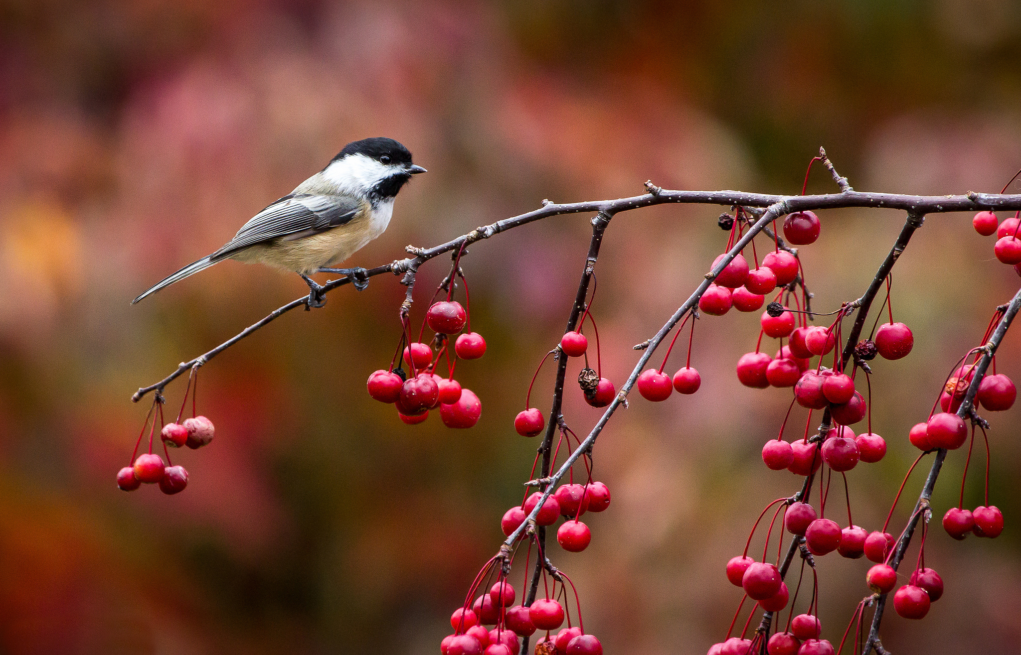 Download mobile wallpaper Titmouse, Birds, Animal for free.