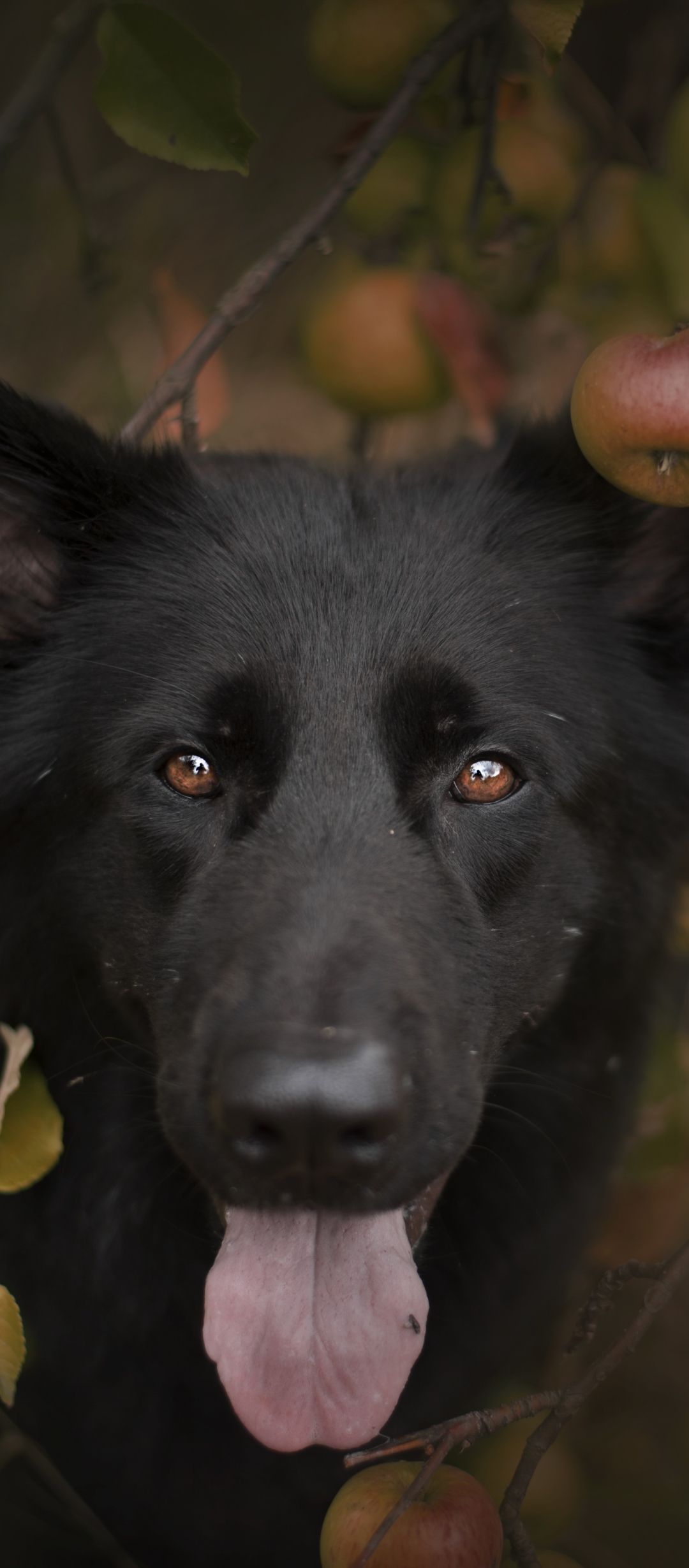 Handy-Wallpaper Tiere, Hunde, Hund kostenlos herunterladen.