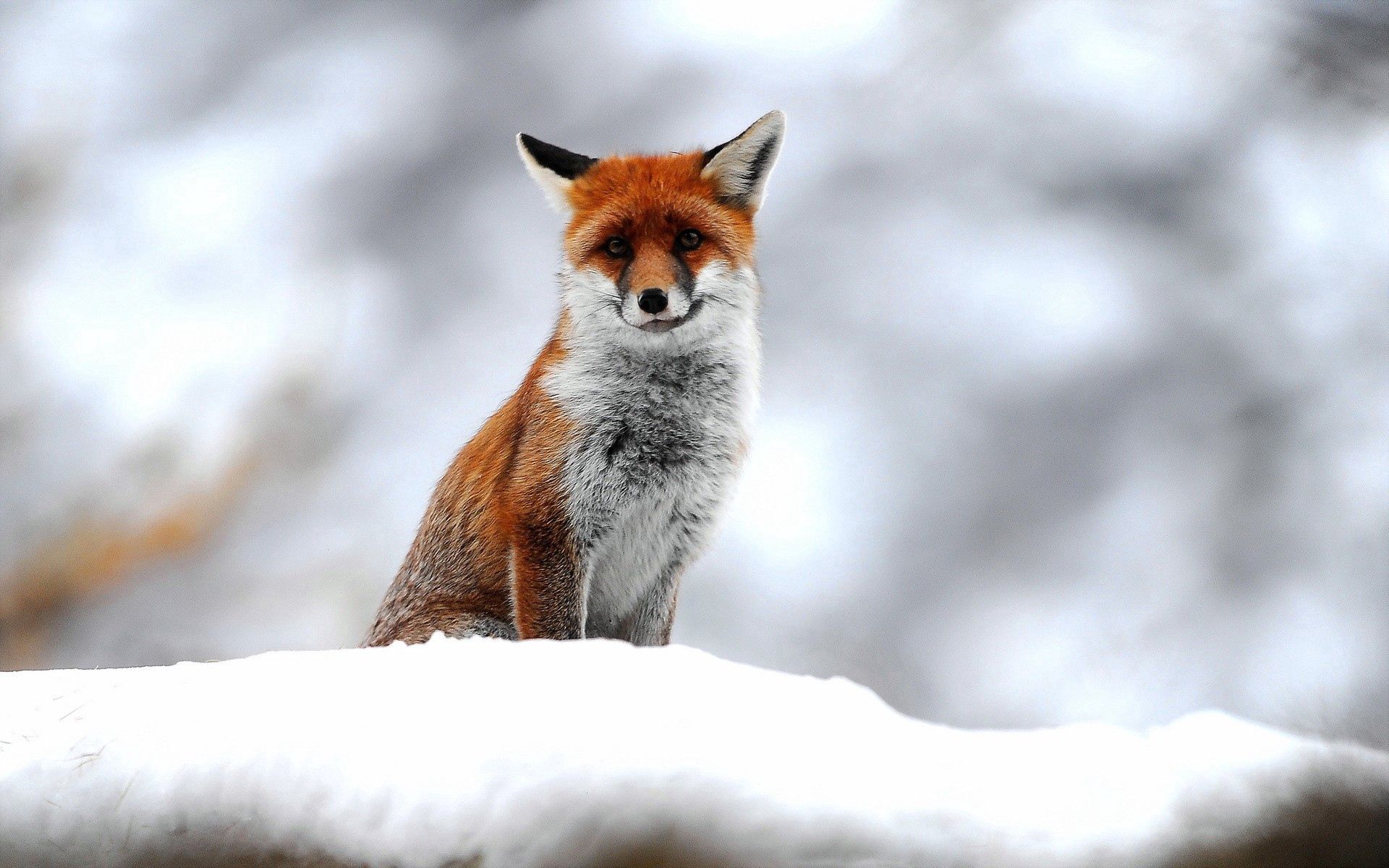 snow, animals, fox, sit