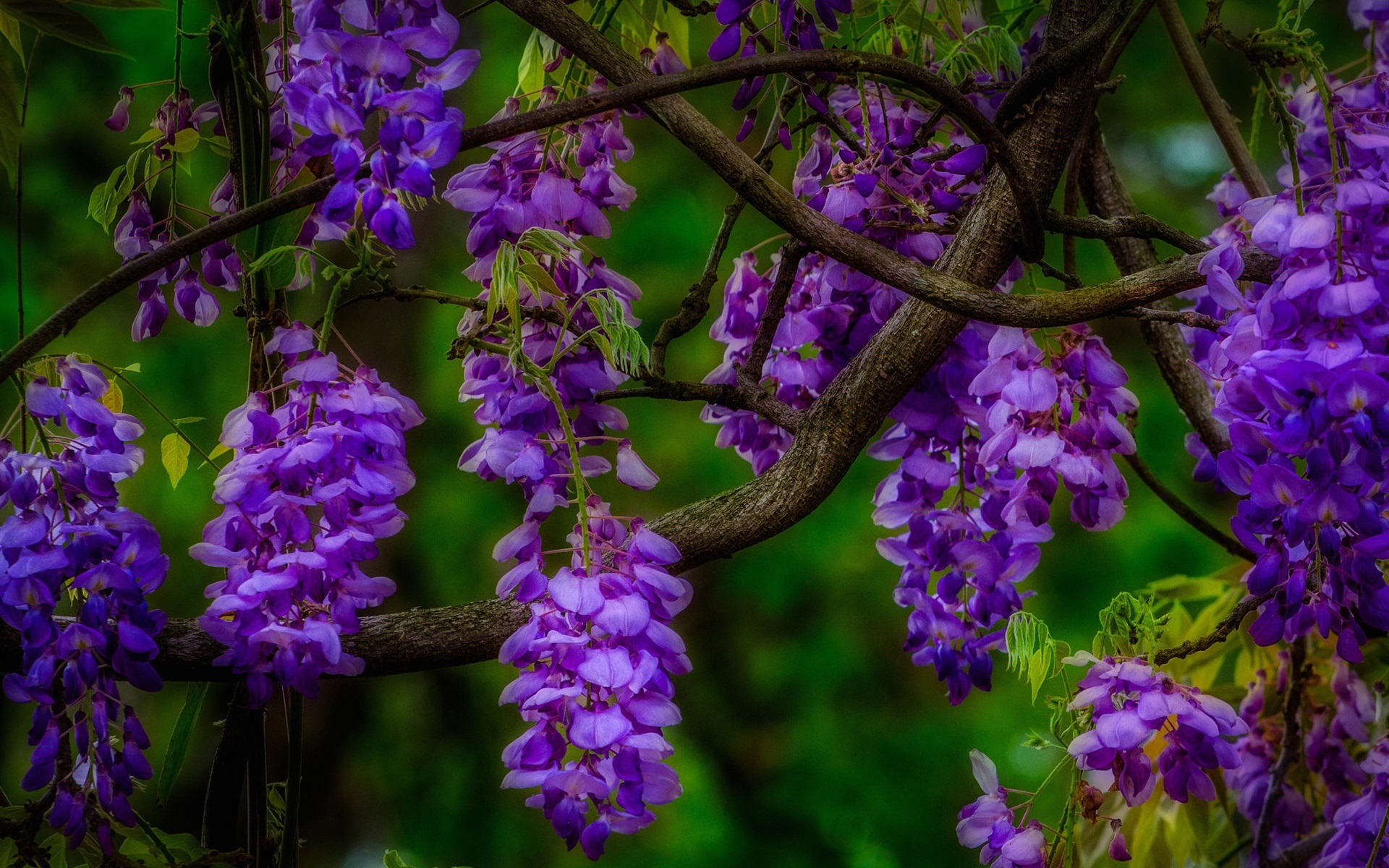 earth, wisteria, flower, purple flower, flowers