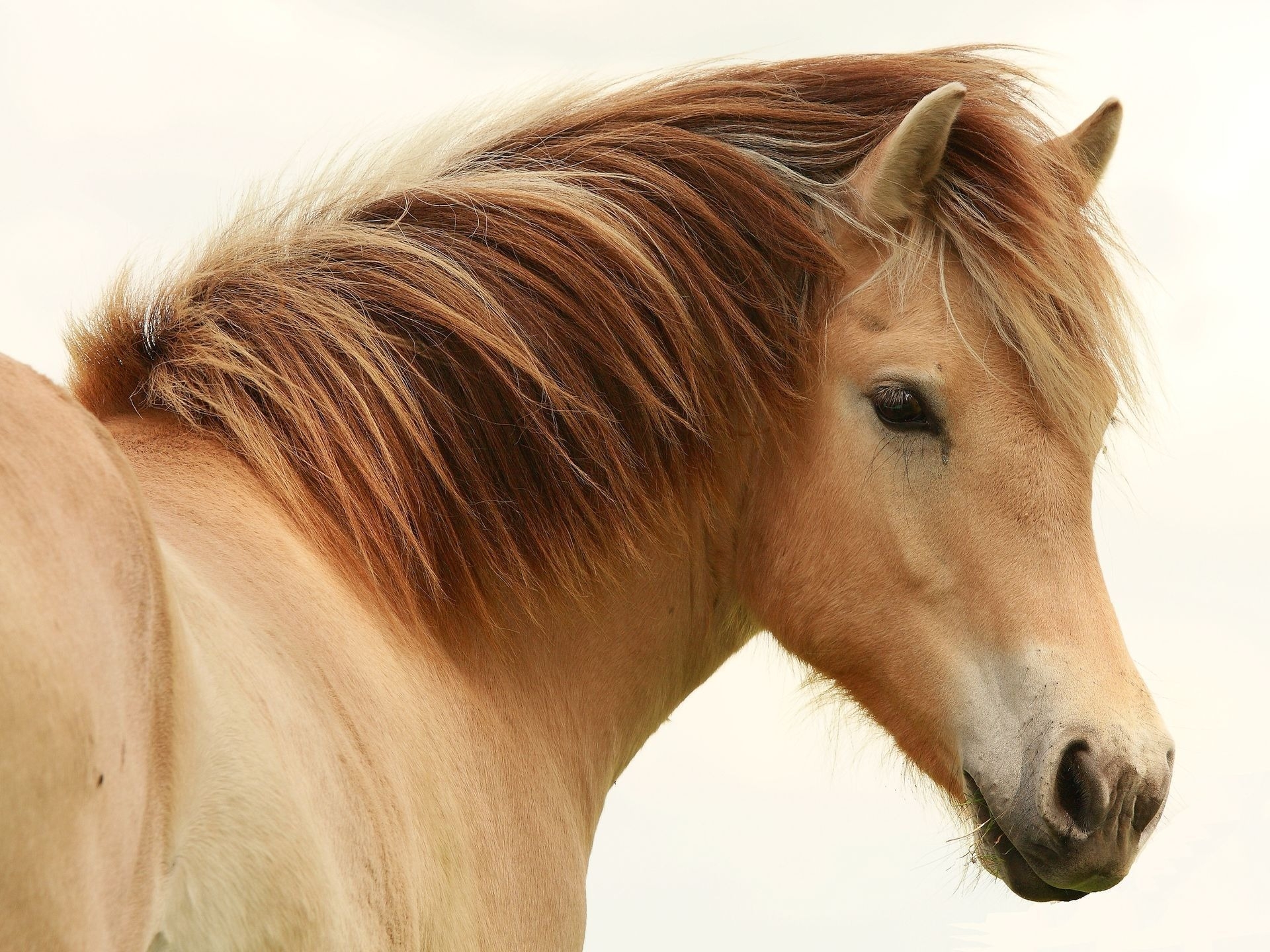 111795 descargar imagen animales, melena, caballo, beige, semental: fondos de pantalla y protectores de pantalla gratis