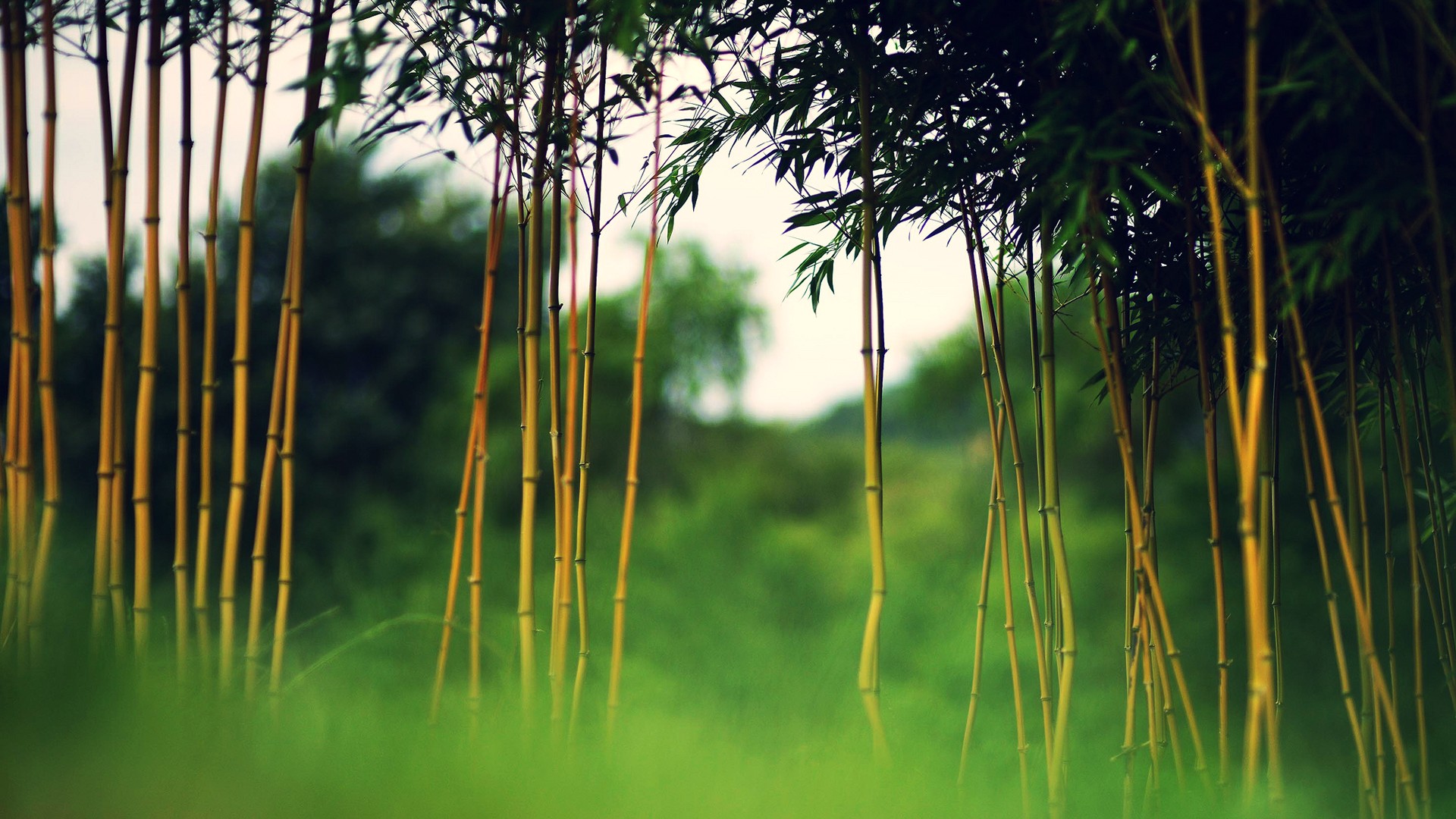 Download mobile wallpaper Earth, Bamboo for free.