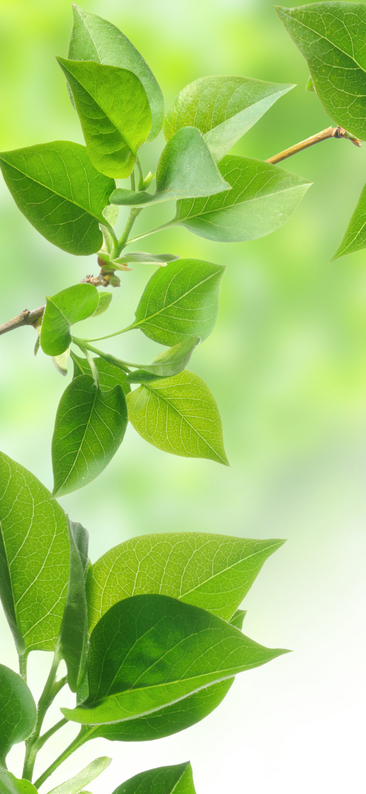 Handy-Wallpaper Blatt, Erde/natur kostenlos herunterladen.