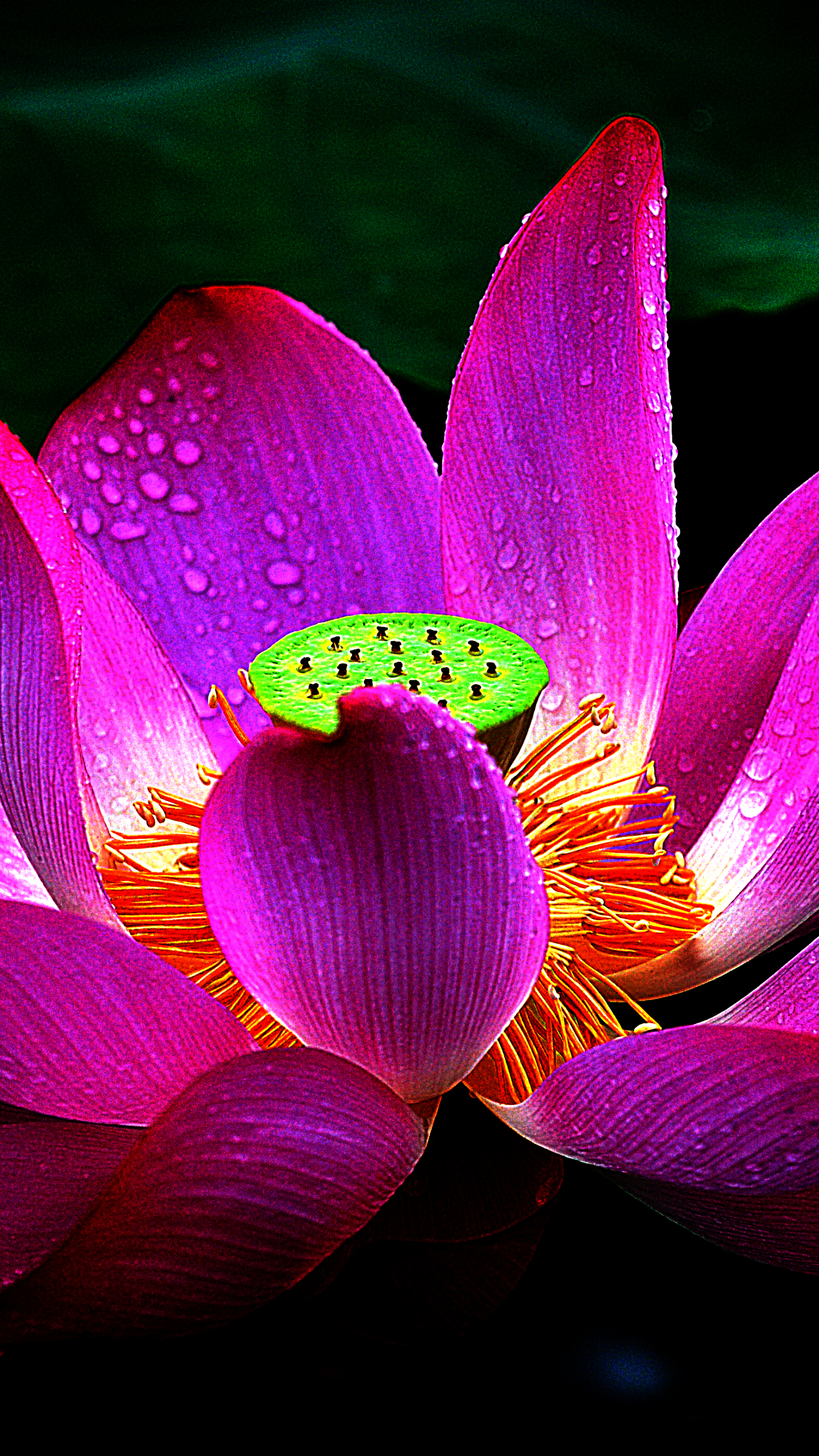 Téléchargez gratuitement l'image Fleurs, Lotus, Fleur, Macro, Pétale, Terre/nature sur le bureau de votre PC