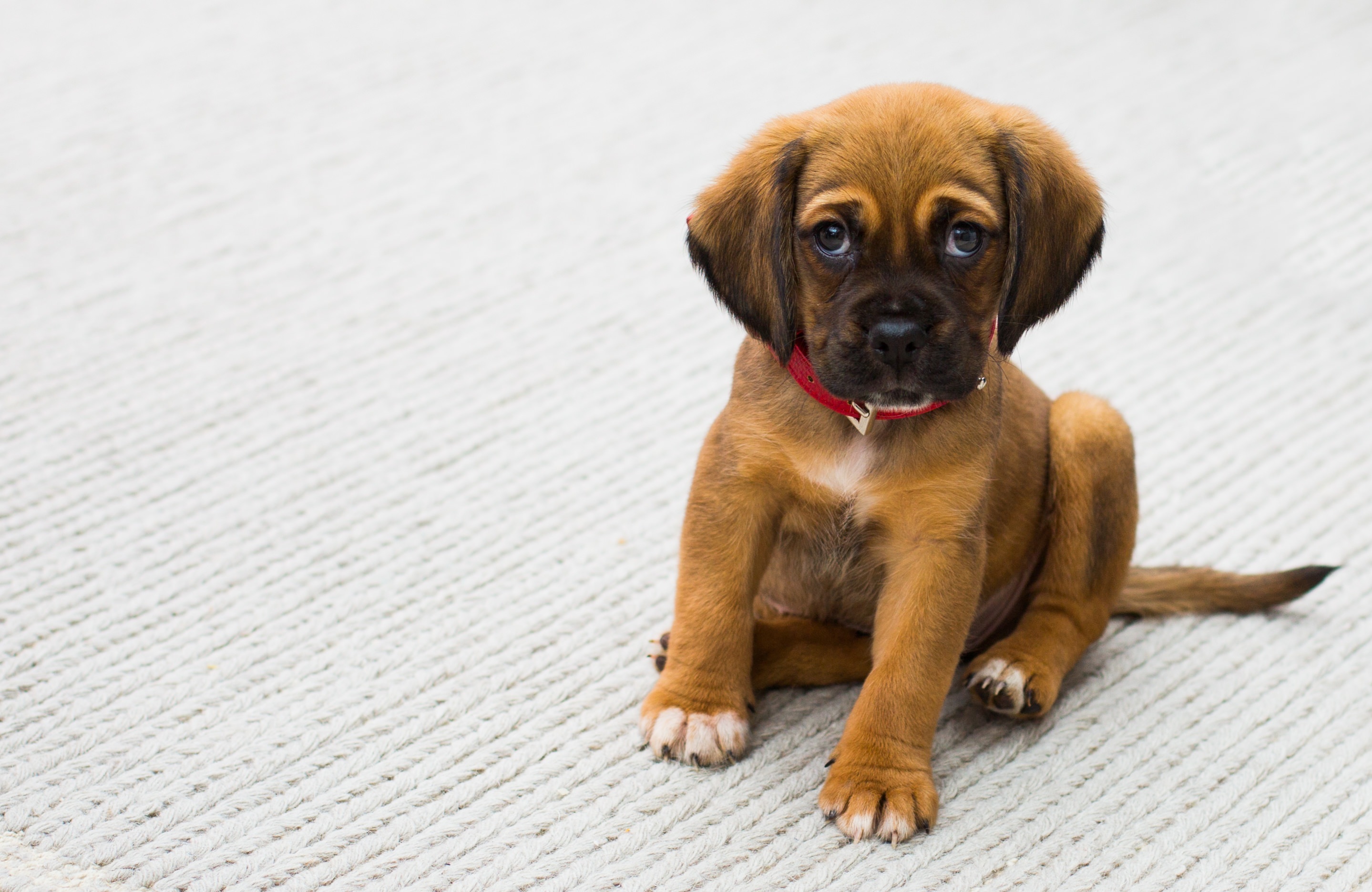 Laden Sie das Tiere, Hunde, Hund, Süß, Welpen, Traurig-Bild kostenlos auf Ihren PC-Desktop herunter