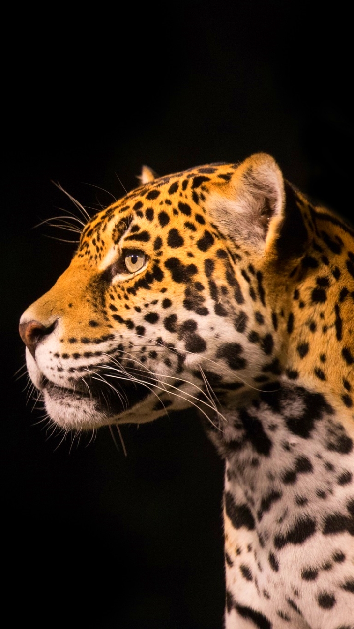 Download mobile wallpaper Jaguar, Cats, Animal for free.