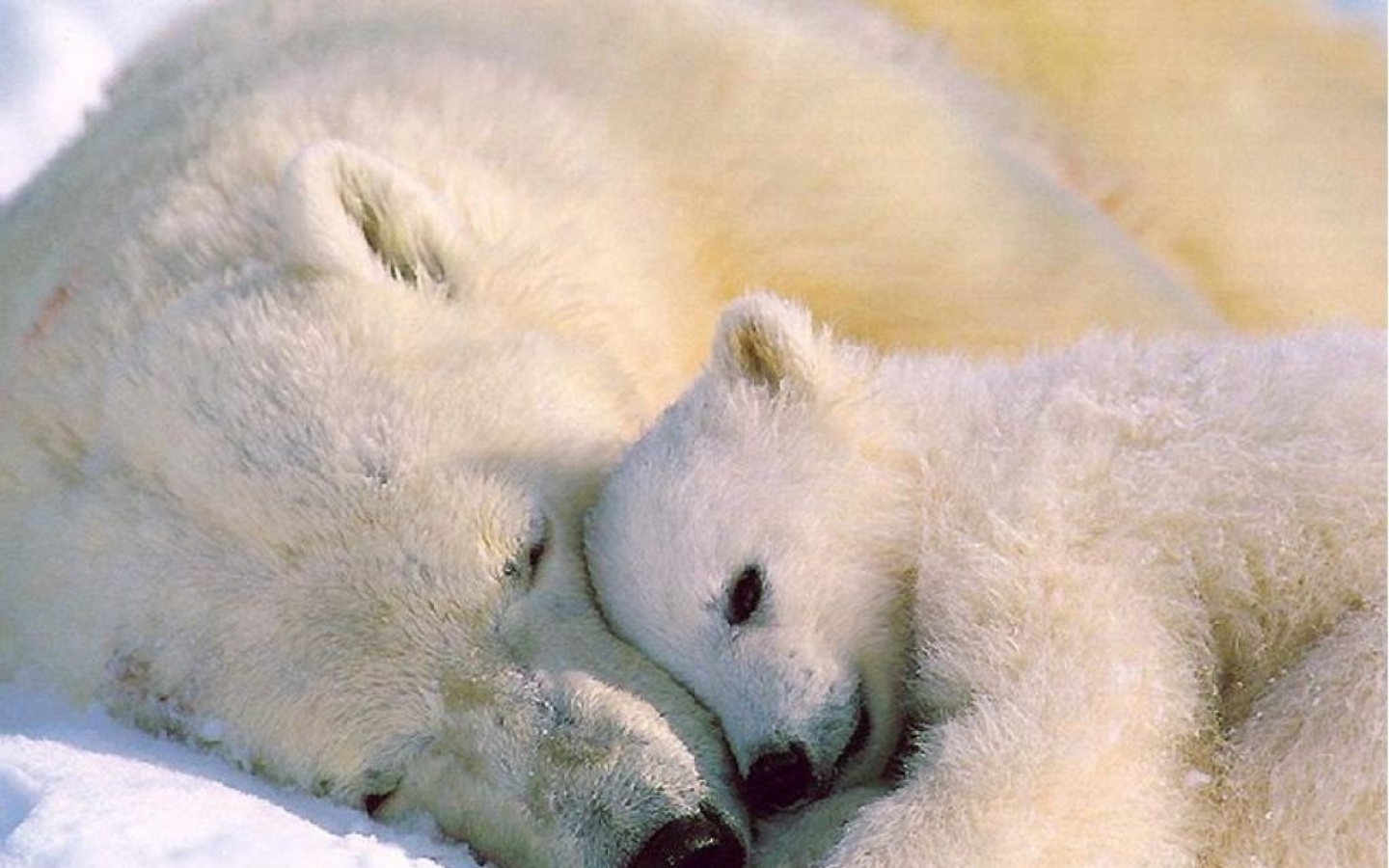 Download mobile wallpaper Love, Animal, Polar Bear for free.