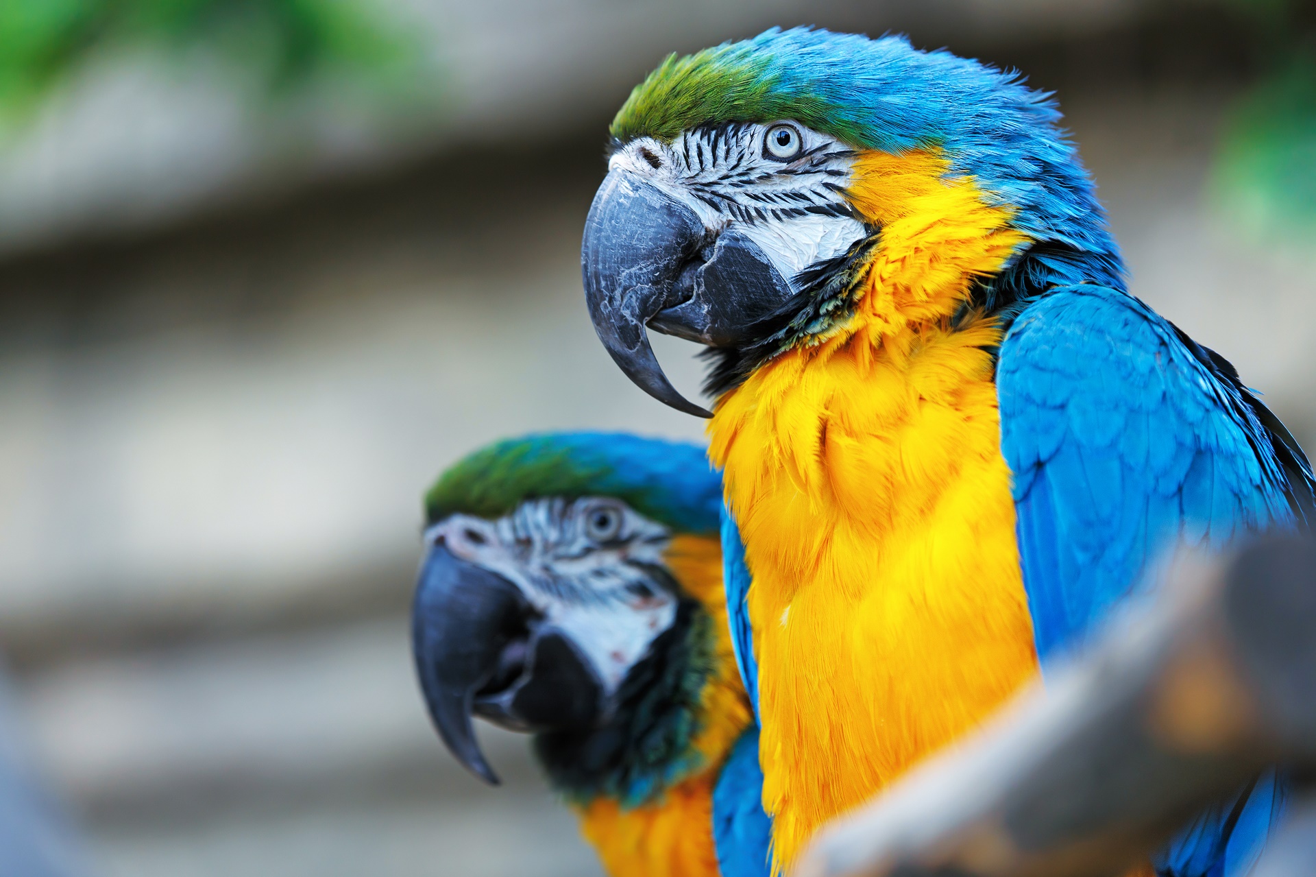Descarga gratuita de fondo de pantalla para móvil de Animales, Aves, Guacamayo Azul Y Amarillo.
