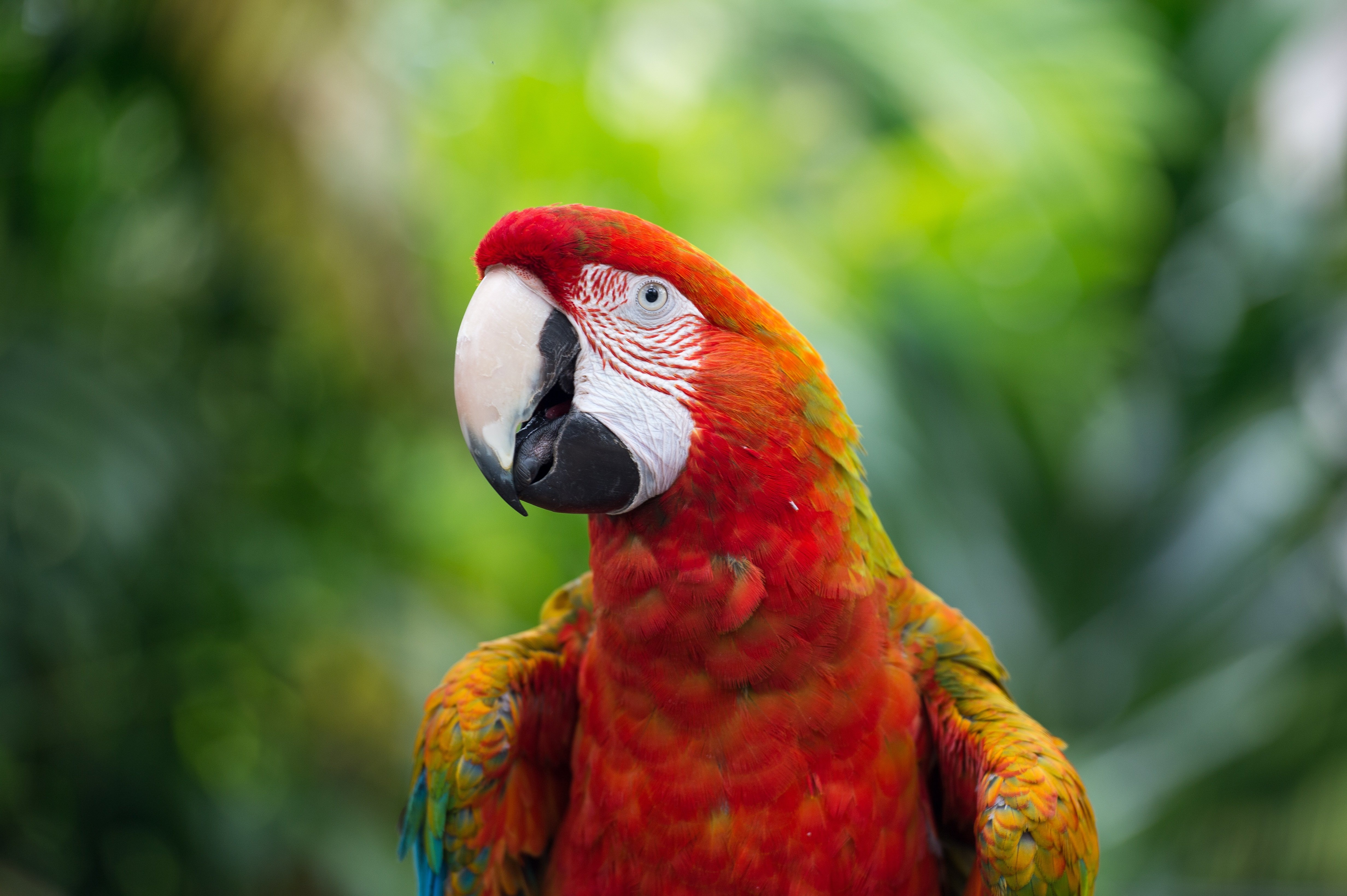 Download mobile wallpaper Birds, Bird, Animal, Macaw, Parrot, Scarlet Macaw for free.