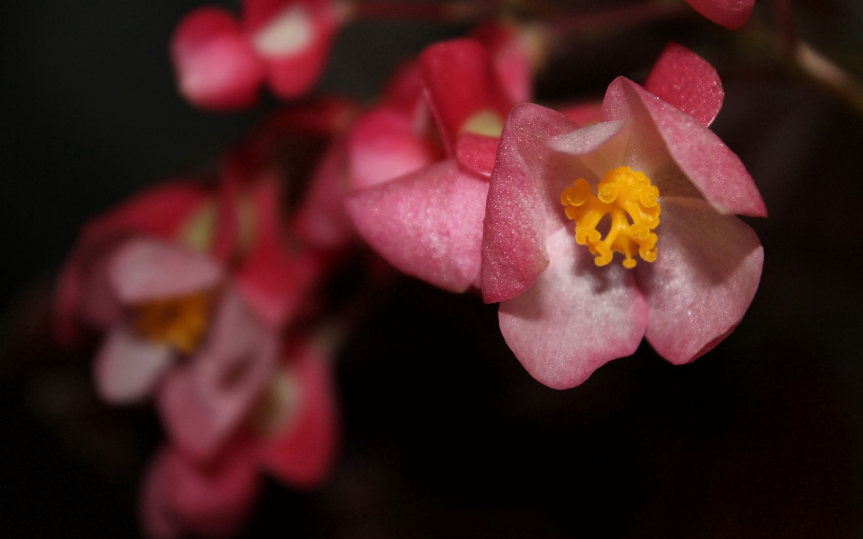 Descarga gratis la imagen Flores, Macro, Florecer, Floración, Vistoso, Colorido, Primavera en el escritorio de tu PC