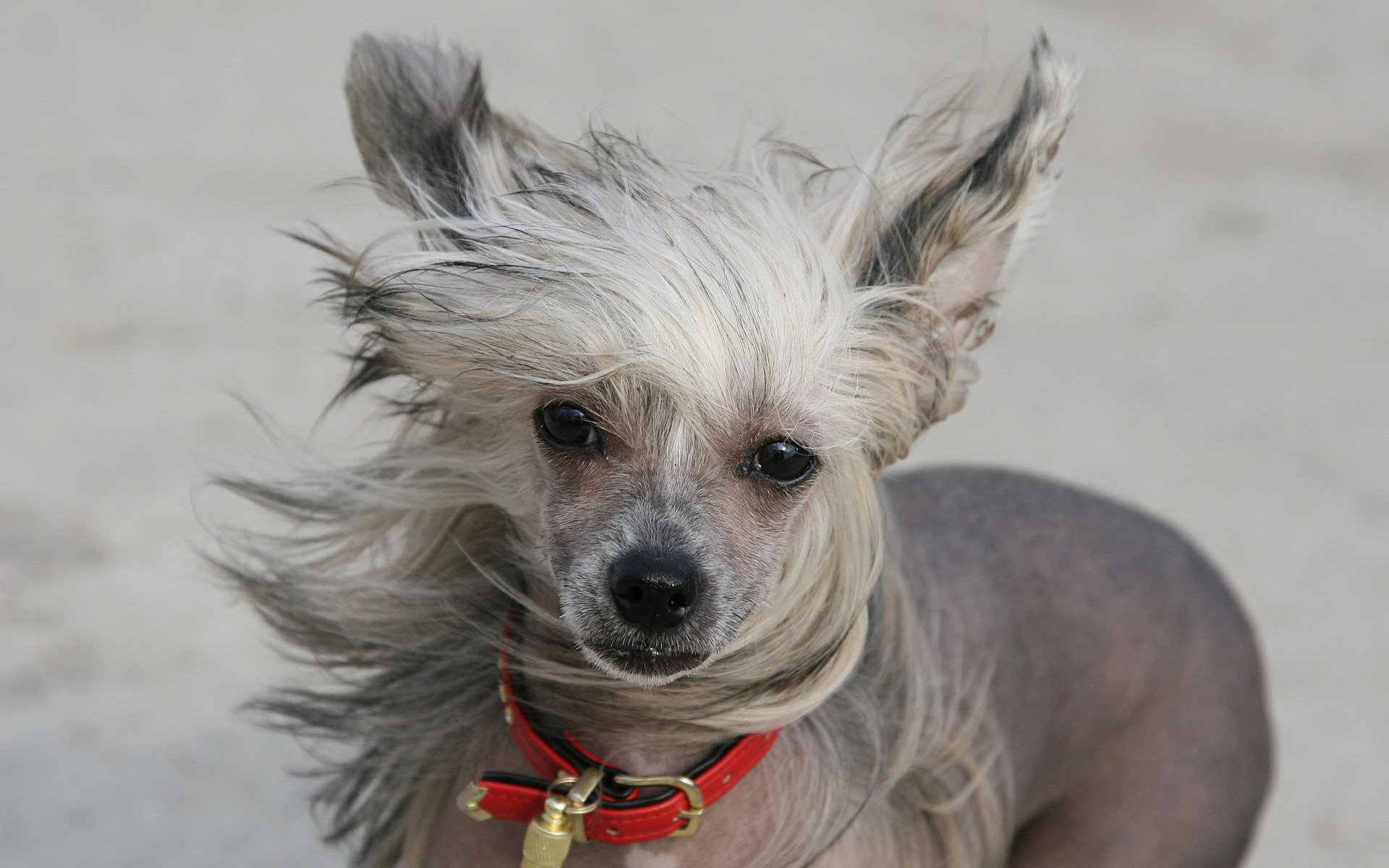 Handy-Wallpaper Tiere, Hund kostenlos herunterladen.