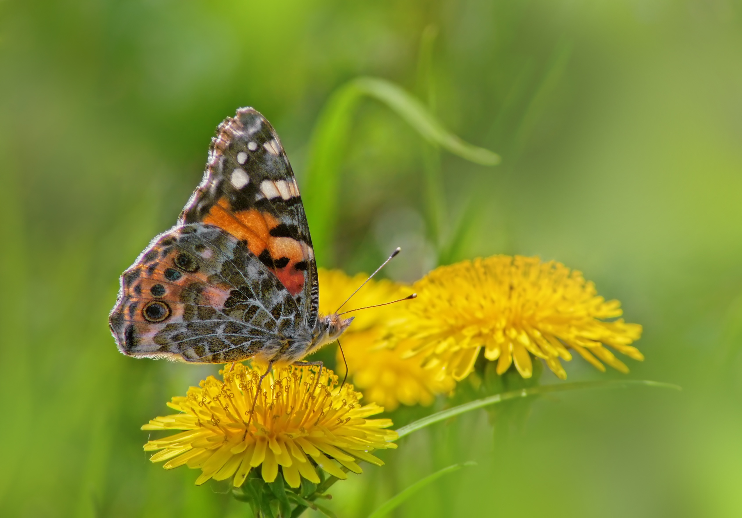PCデスクトップに動物, 蝶, タンポポ, 花, 大きい, 虫画像を無料でダウンロード