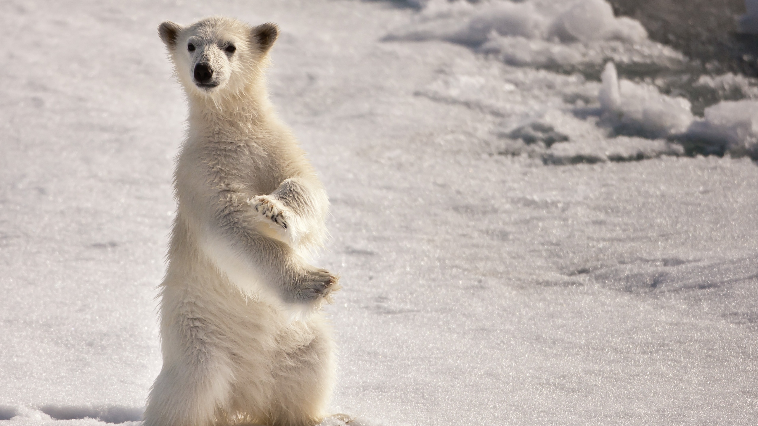 Descarga gratuita de fondo de pantalla para móvil de Animales, Oso Polar.