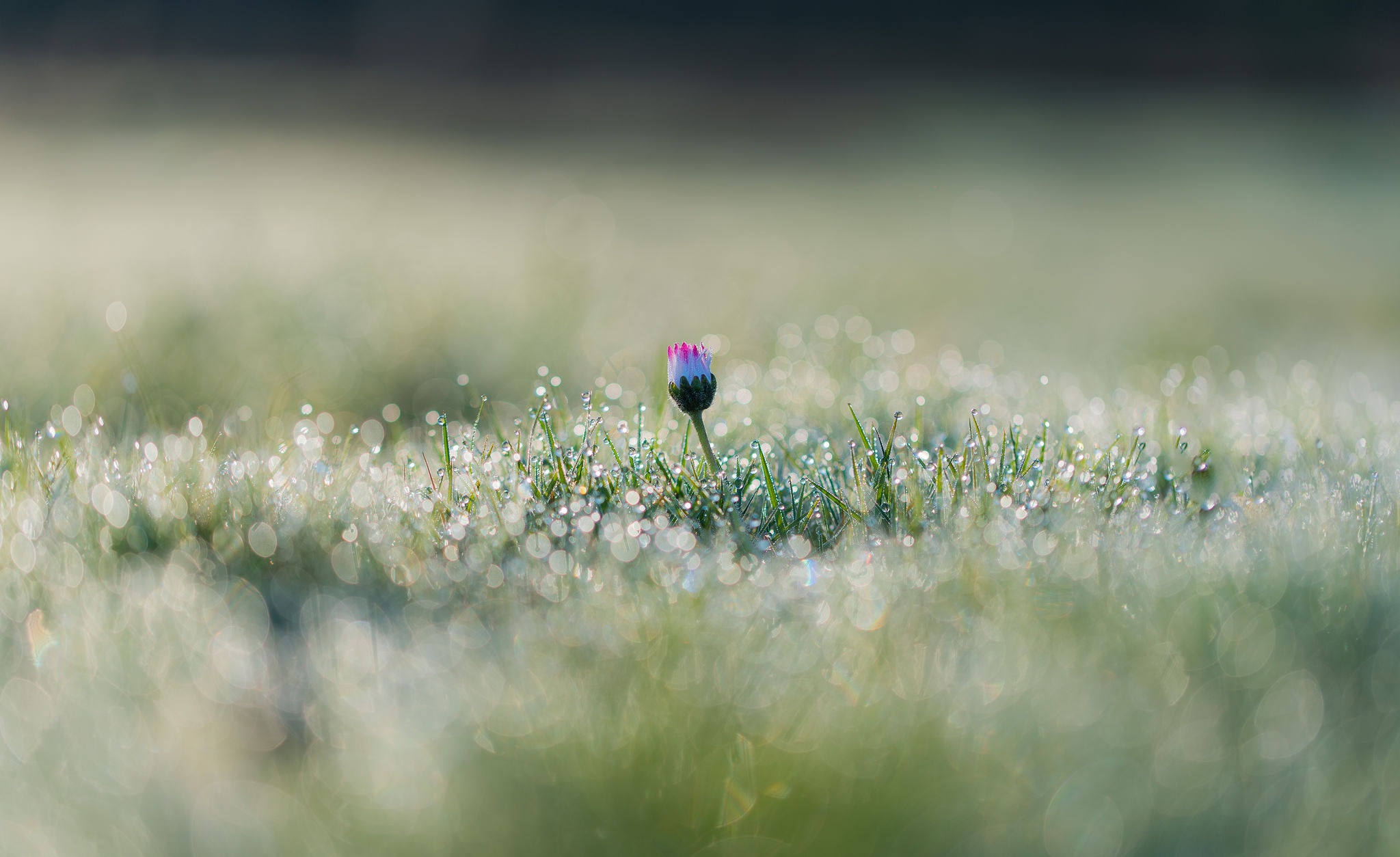 Download mobile wallpaper Flowers, Grass, Flower, Earth, Dew Drop for free.
