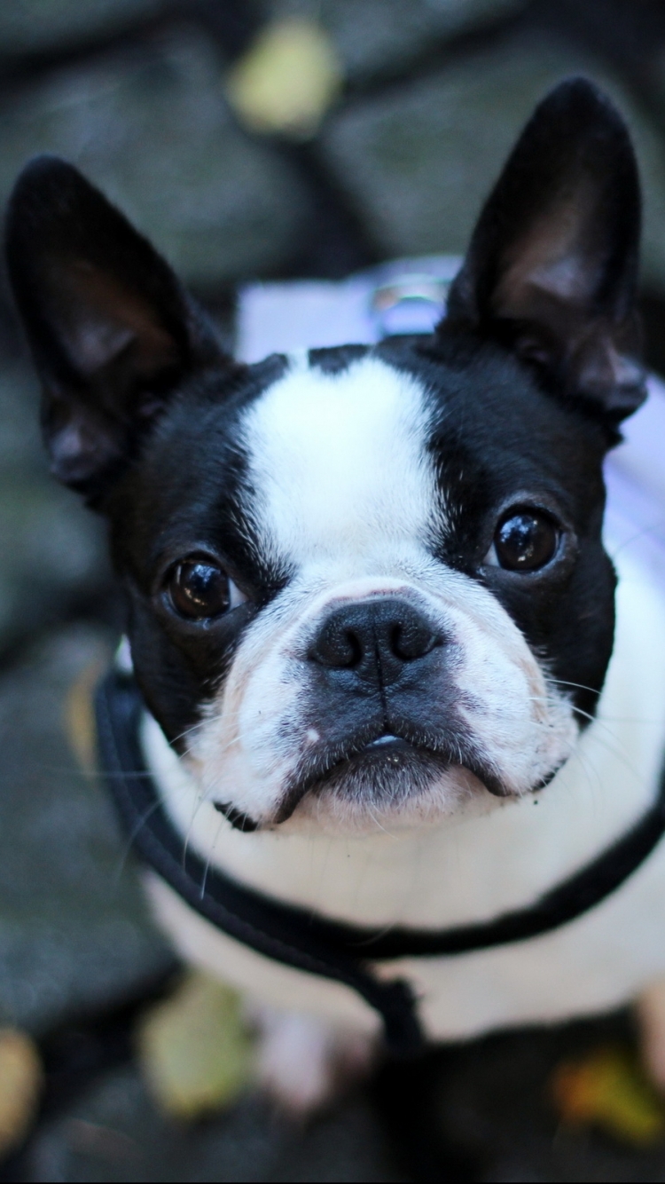 Baixar papel de parede para celular de Animais, Cães, Buldogue Francês gratuito.