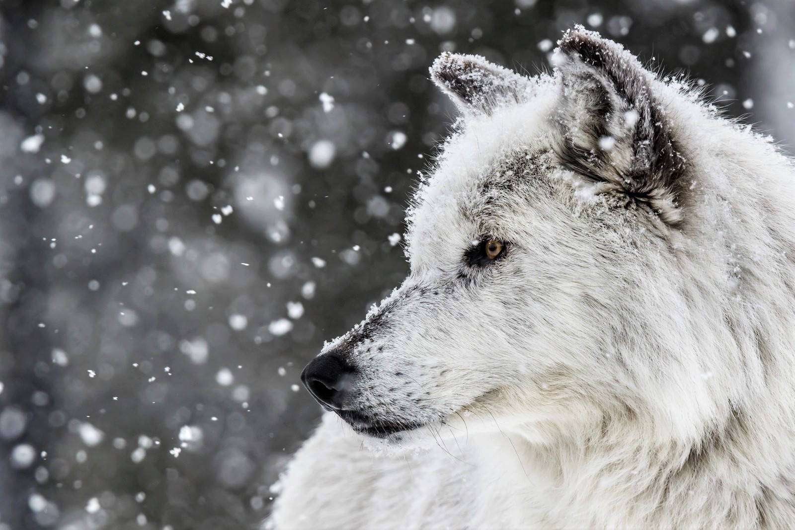 white wolf, snowfall, wolf, animal, winter, wolves