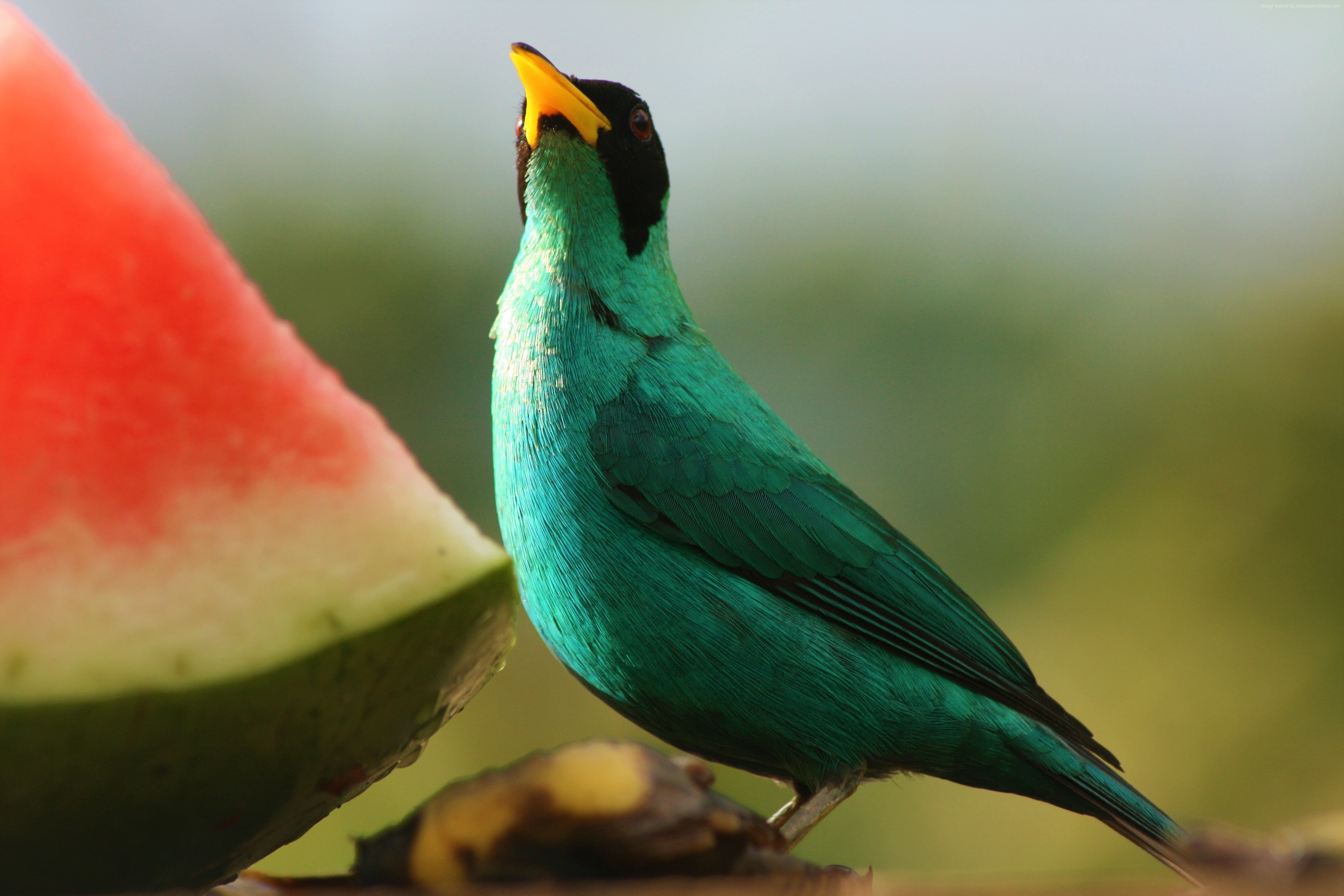 Free download wallpaper Birds, Bird, Animal, Honeycreeper, Green Honeycreeper on your PC desktop