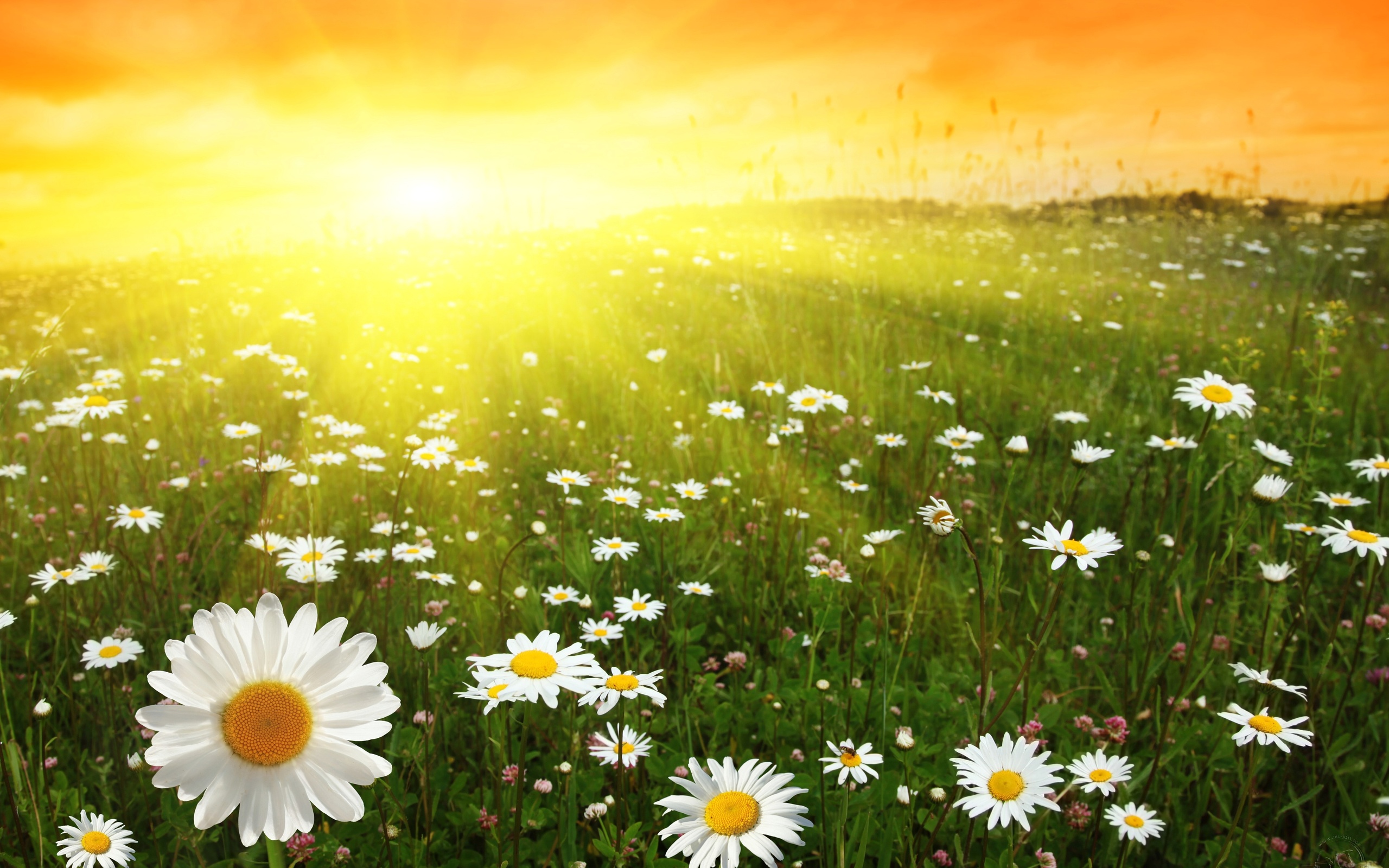 Free download wallpaper Flowers, Flower, Earth on your PC desktop