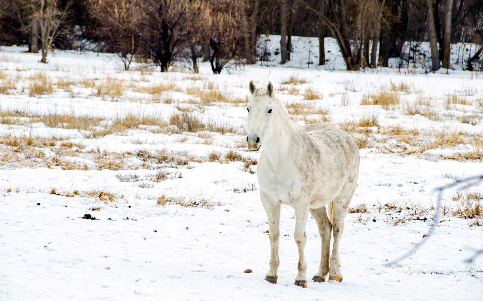 Baixar papel de parede para celular de Animais, Inverno, Neve, Cavalo gratuito.